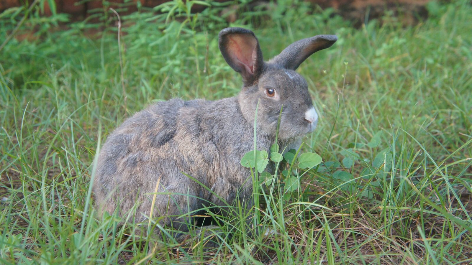 Sony Alpha NEX-C3 + Sony E 18-55mm F3.5-5.6 OSS sample photo. Rabbit, mammal, animal photography