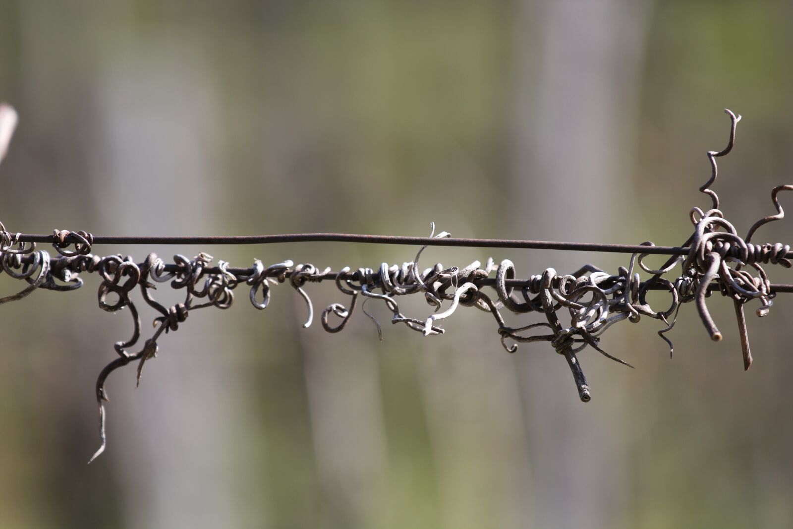 Canon EOS 550D (EOS Rebel T2i / EOS Kiss X4) sample photo. Vine, roots, sprout photography
