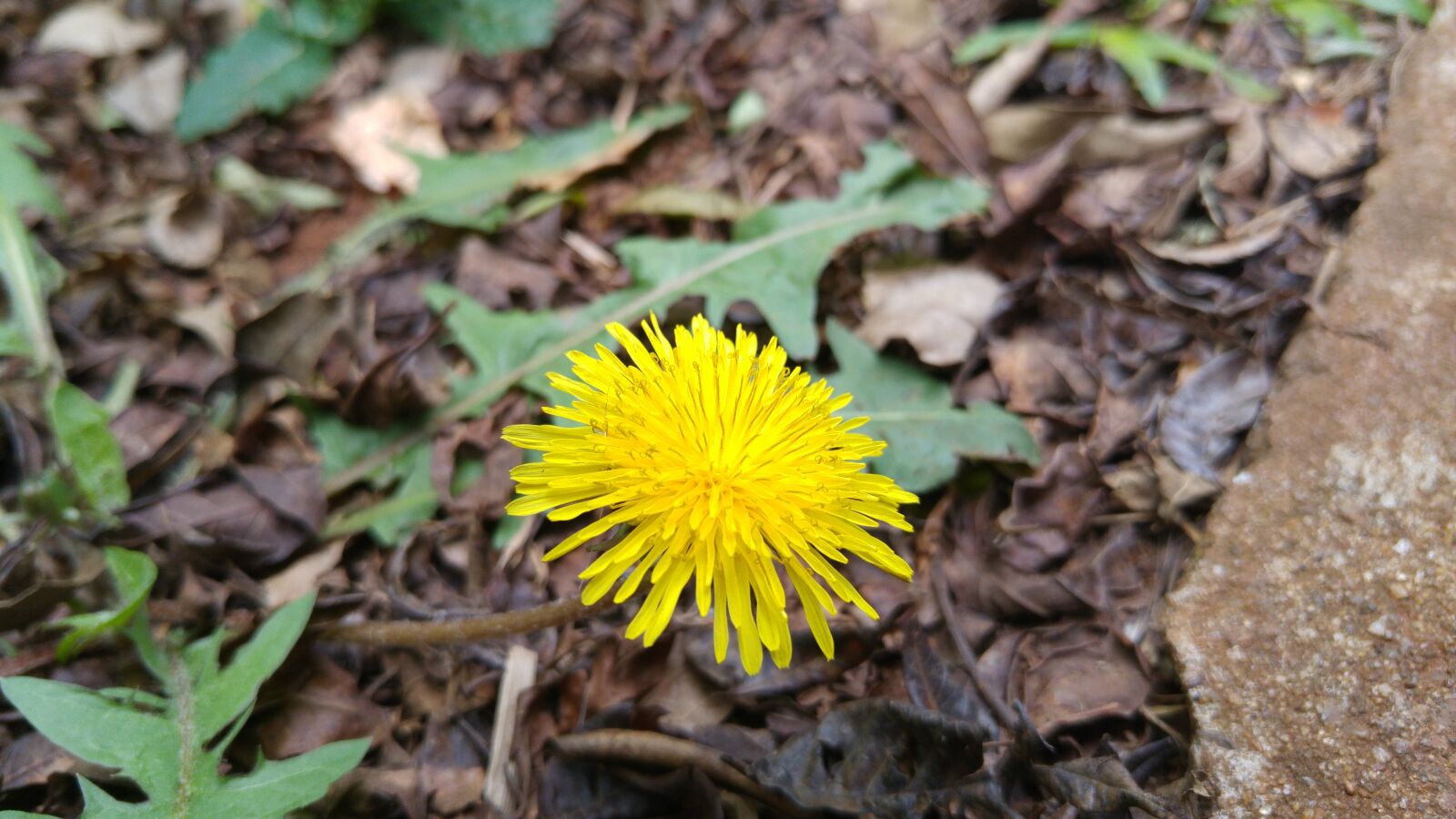 LG G4 sample photo. Dandelion, flower, yellow photography