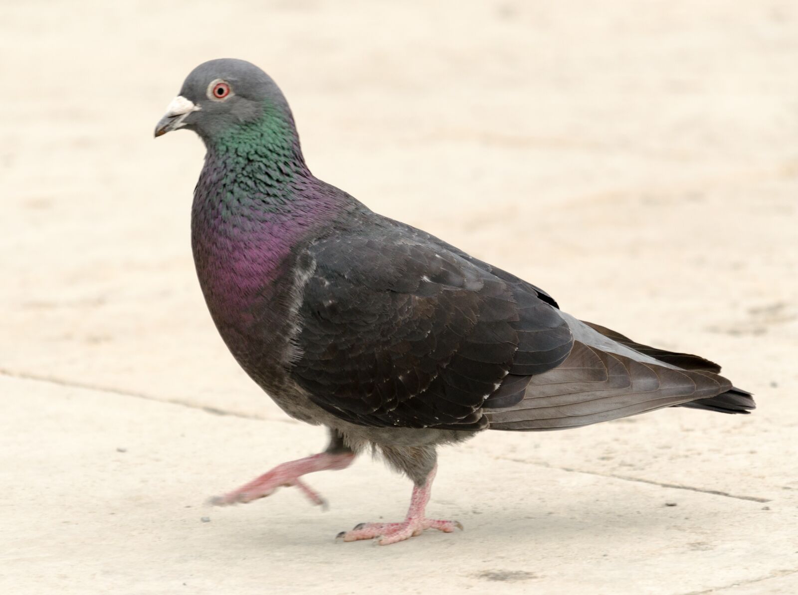 Nikon D5100 sample photo. Dove, animal, bird photography