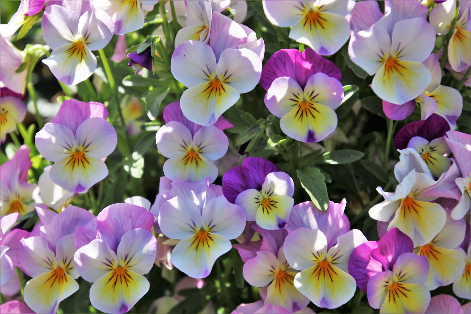 Canon EOS 80D sample photo. Pansies, colorful, spring photography