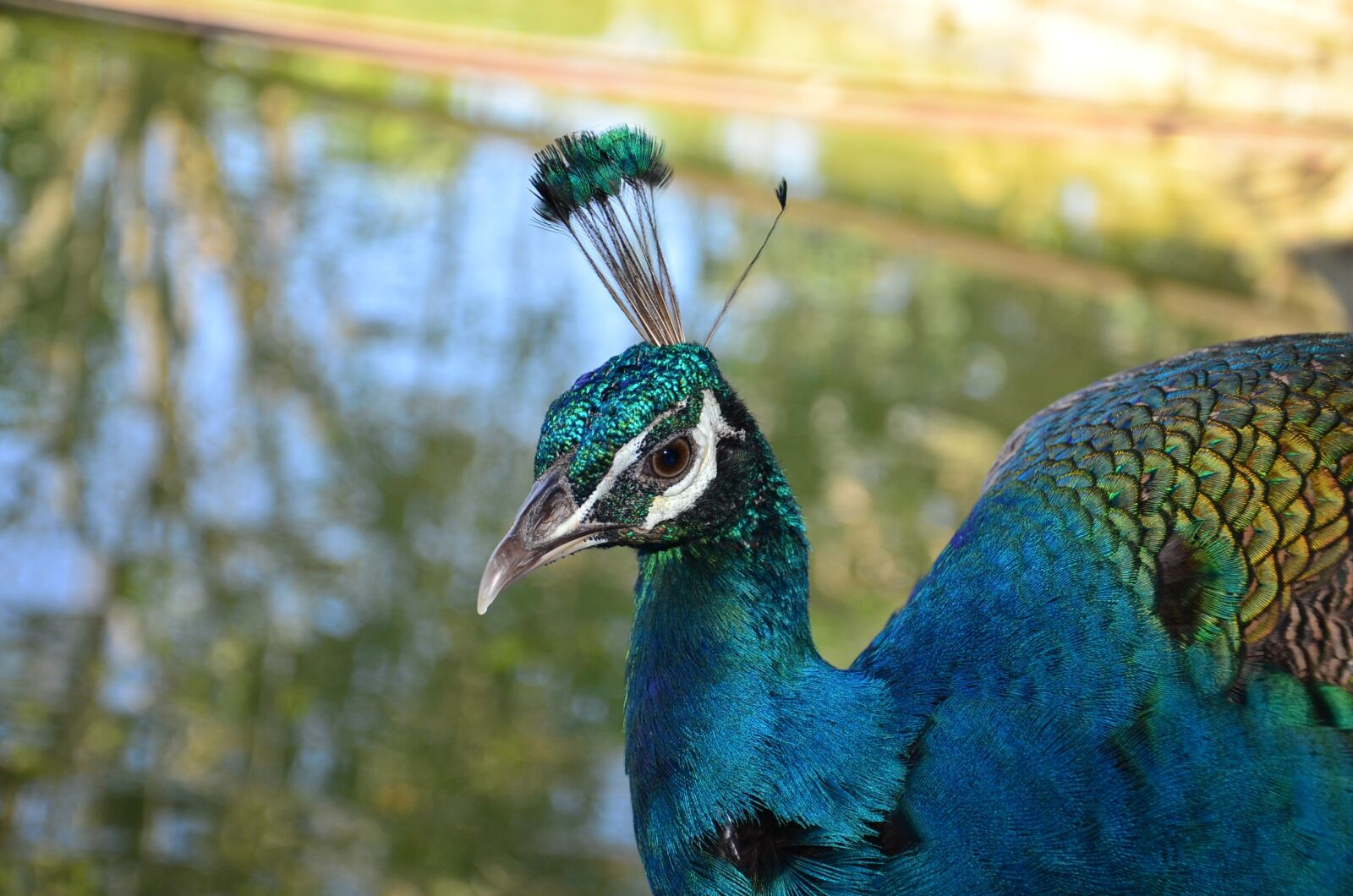 Nikon D7000 sample photo. Peacock, bird, farm photography