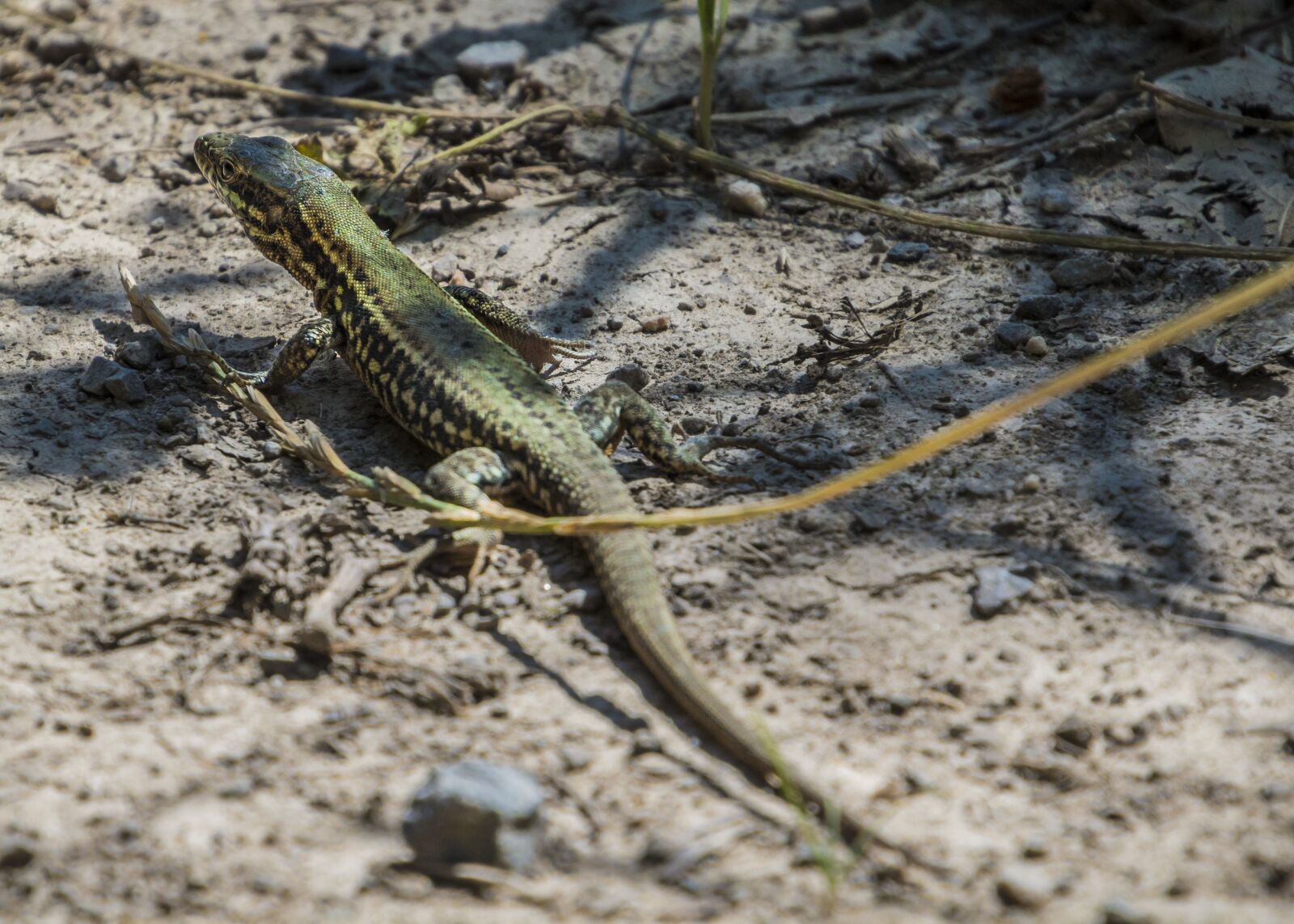 Canon EOS 70D sample photo. Wall lizard, lizard, eifel photography