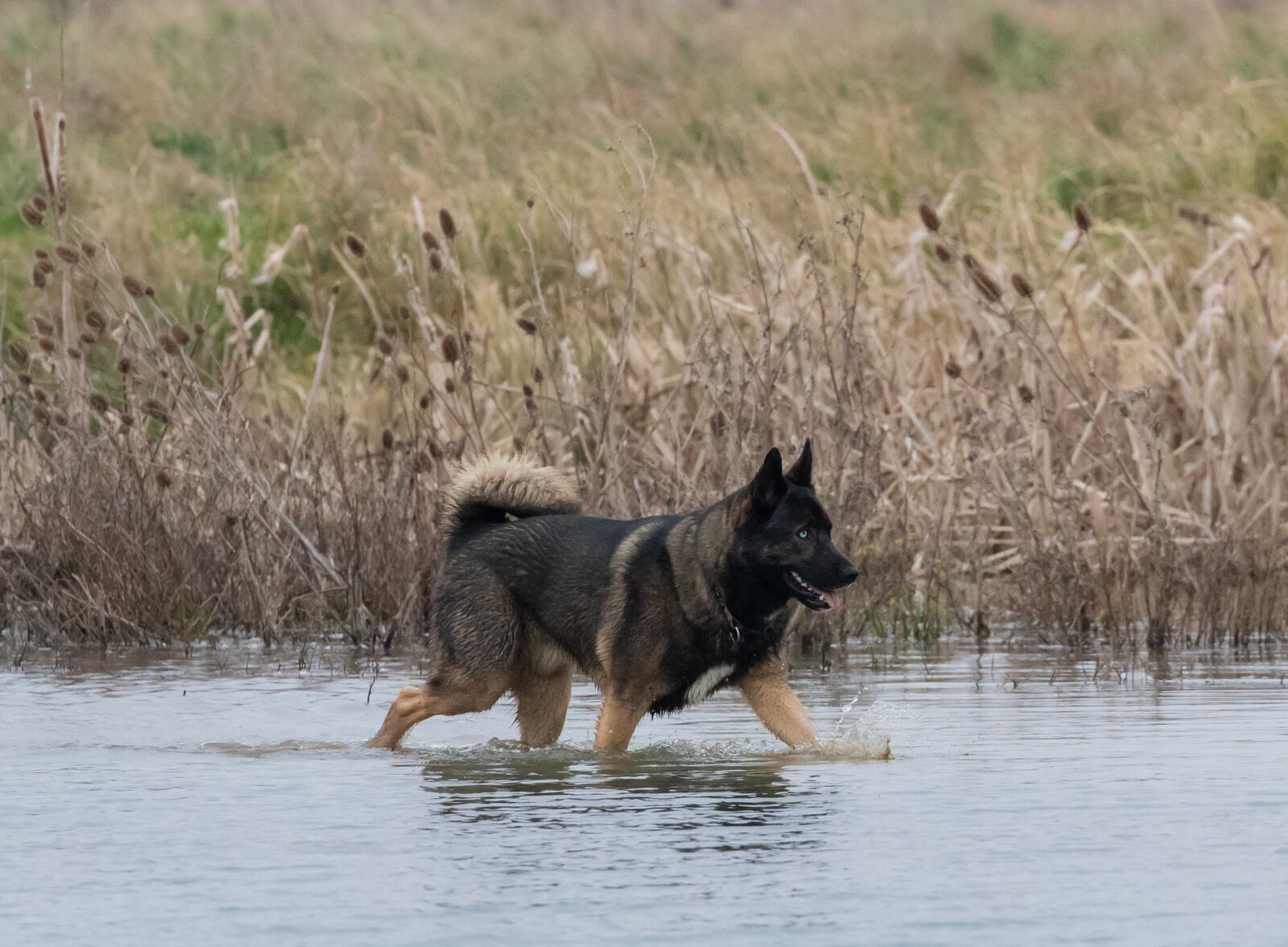 Canon EOS 7D Mark II sample photo. Dog, water, happy photography