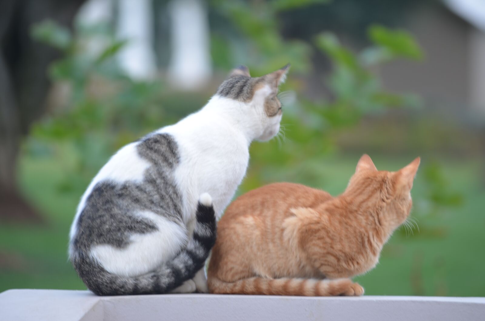 Nikon D5100 sample photo. Animals, cat, nature photography