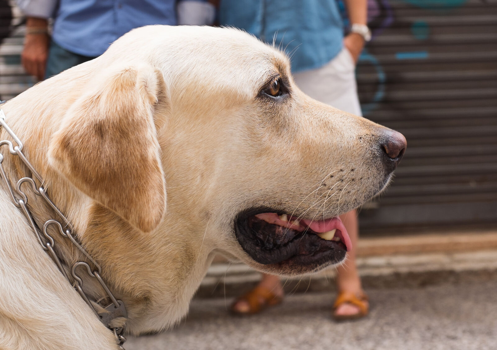 Fujifilm X100S sample photo. Animals, closeup, dog, golden photography
