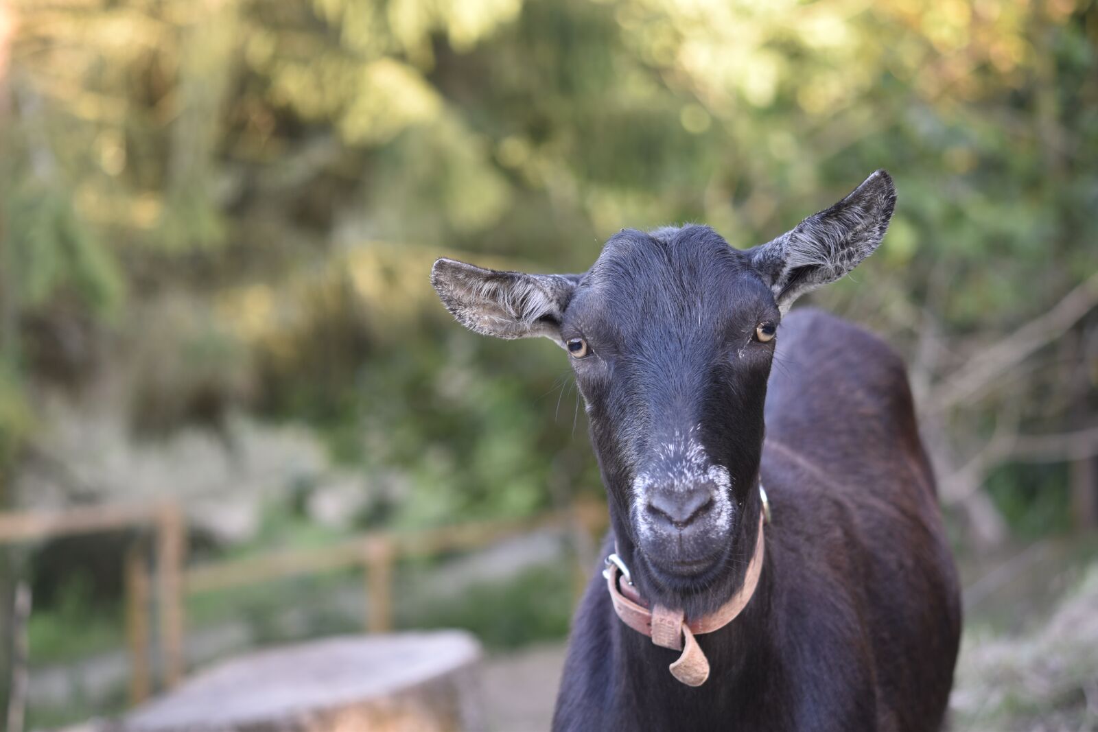 Nikon D5600 sample photo. Goat, goat black and photography