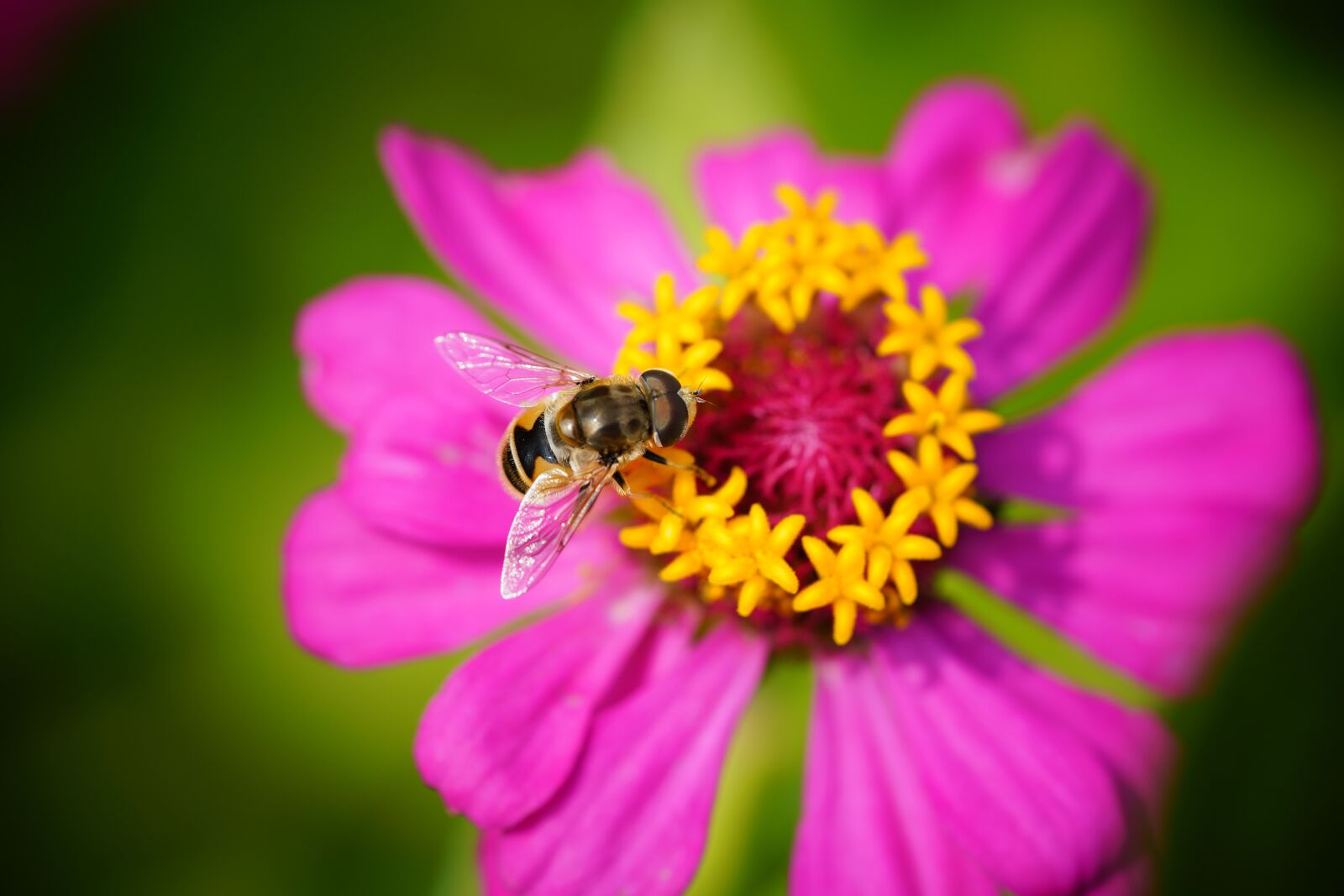 Sony a7R III sample photo. Bee, flower, nature photography
