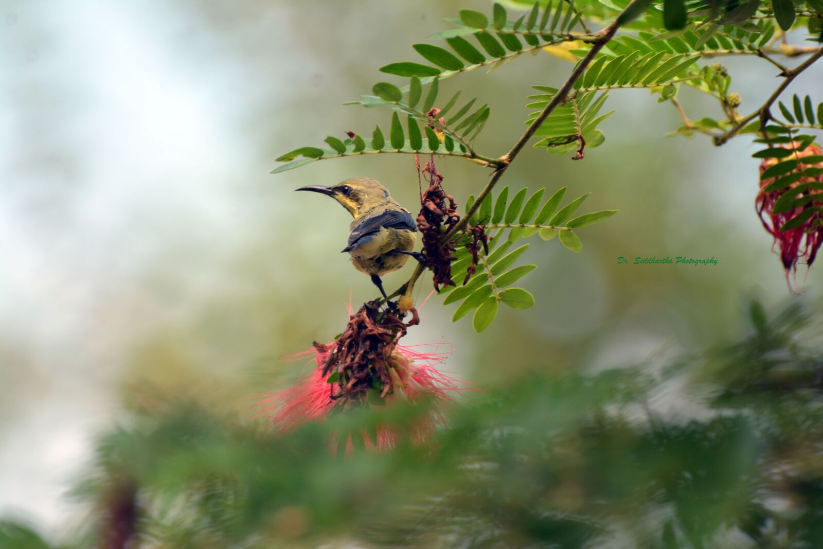 Nikon D7100 sample photo. Sun bird, bird song photography