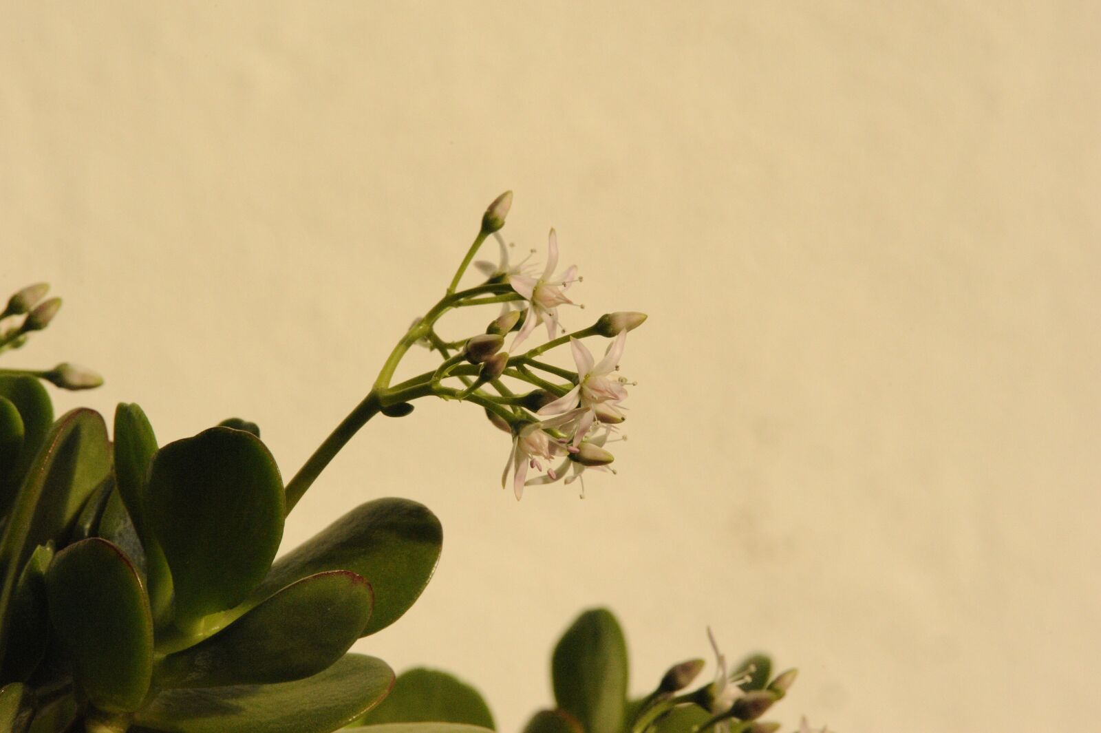 Nikon D700 sample photo. Flower, background, neutral photography