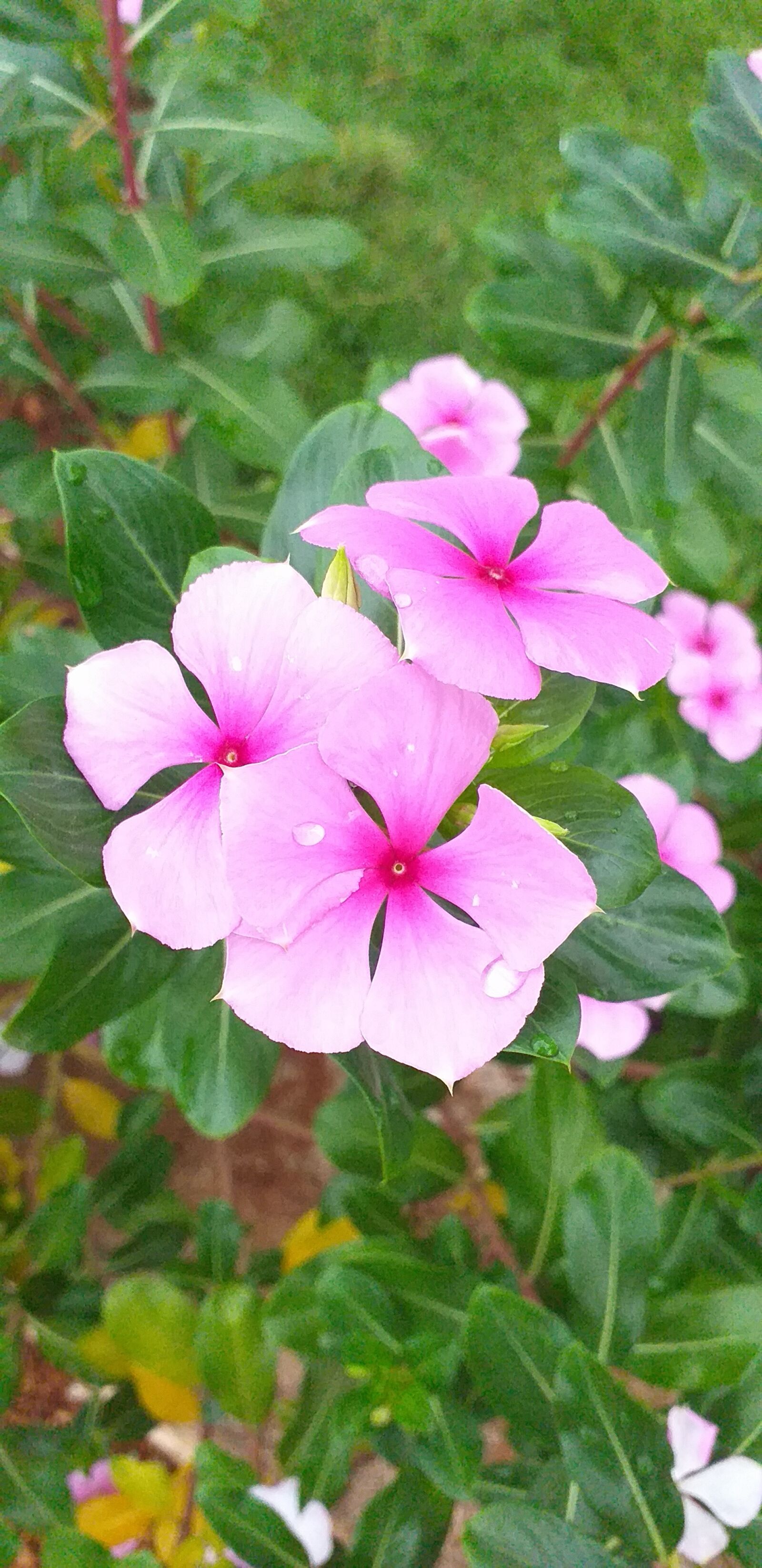 Samsung Galaxy J6+ sample photo. Flower, nature, naturelove photography