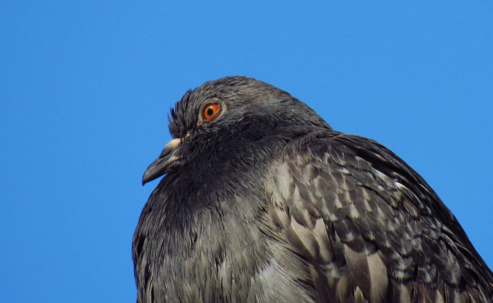 Canon PowerShot SX530 HS sample photo. Dove, pigeon, bird photography