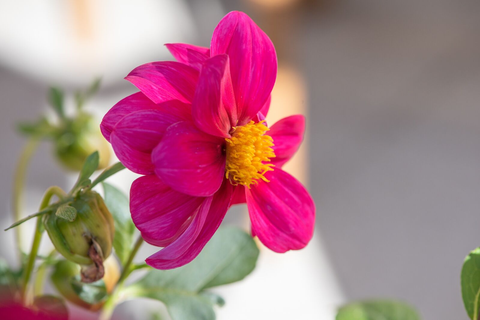 Nikon D750 sample photo. Flower, blossom, bloom photography