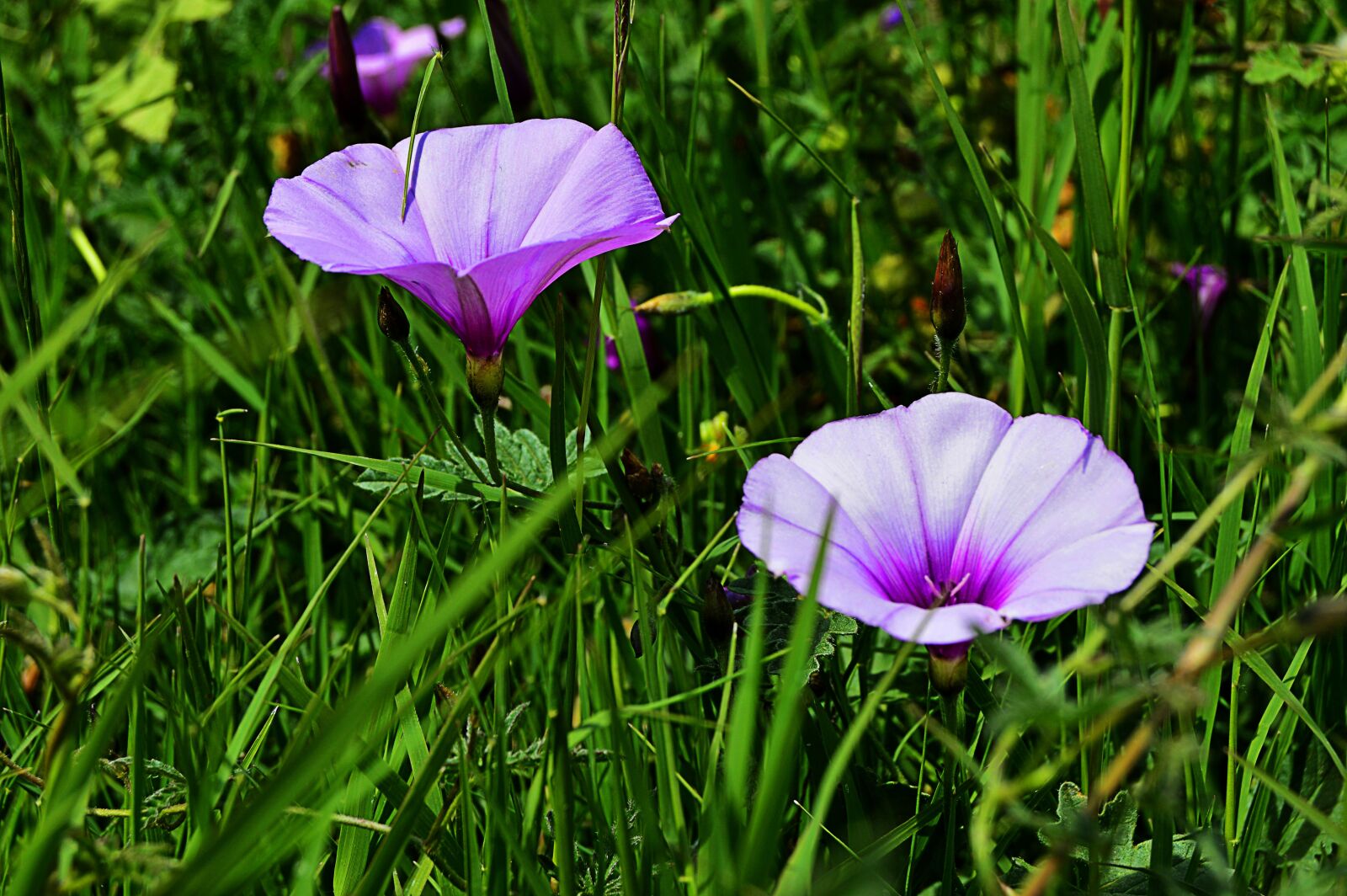 Nikon D3200 sample photo. Wild flowers, bells, purple photography