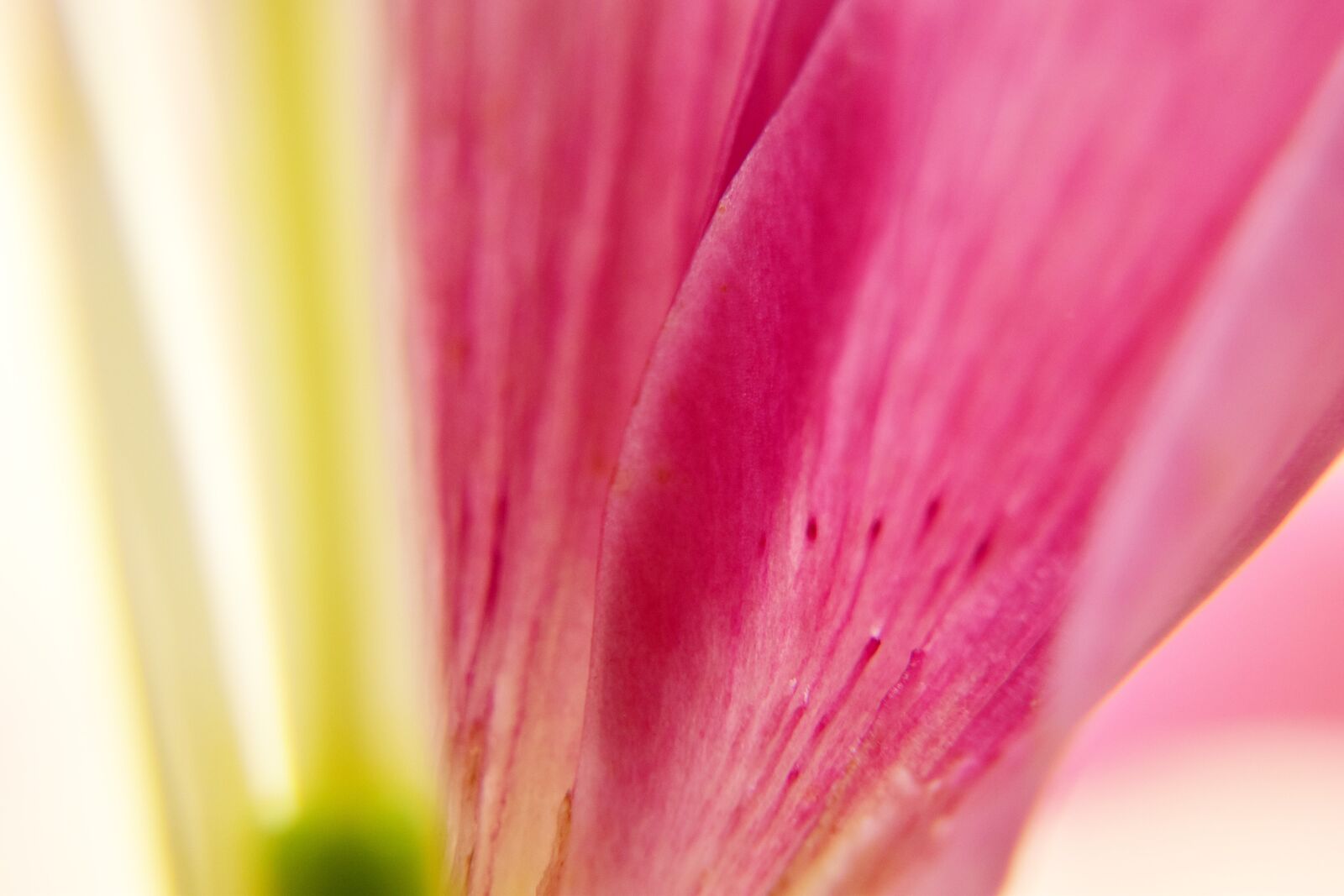 Nikon D5300 sample photo. Flower, petals, macro photography