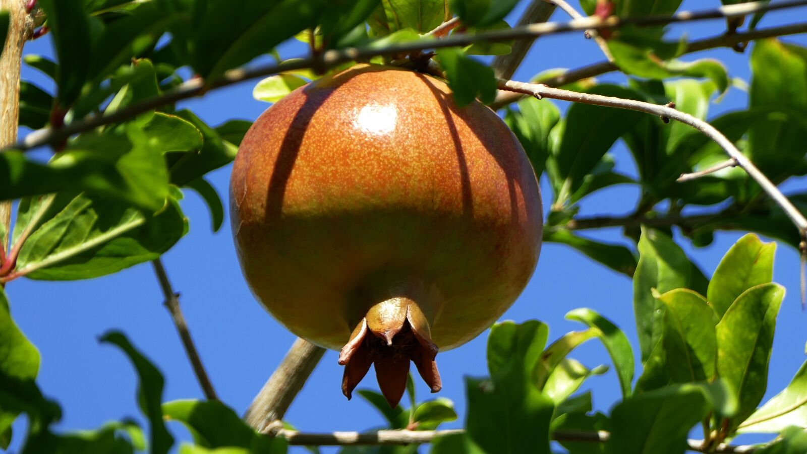 Panasonic Lumix DMC-FZ1000 sample photo. Pomegranate, apple, fruit photography