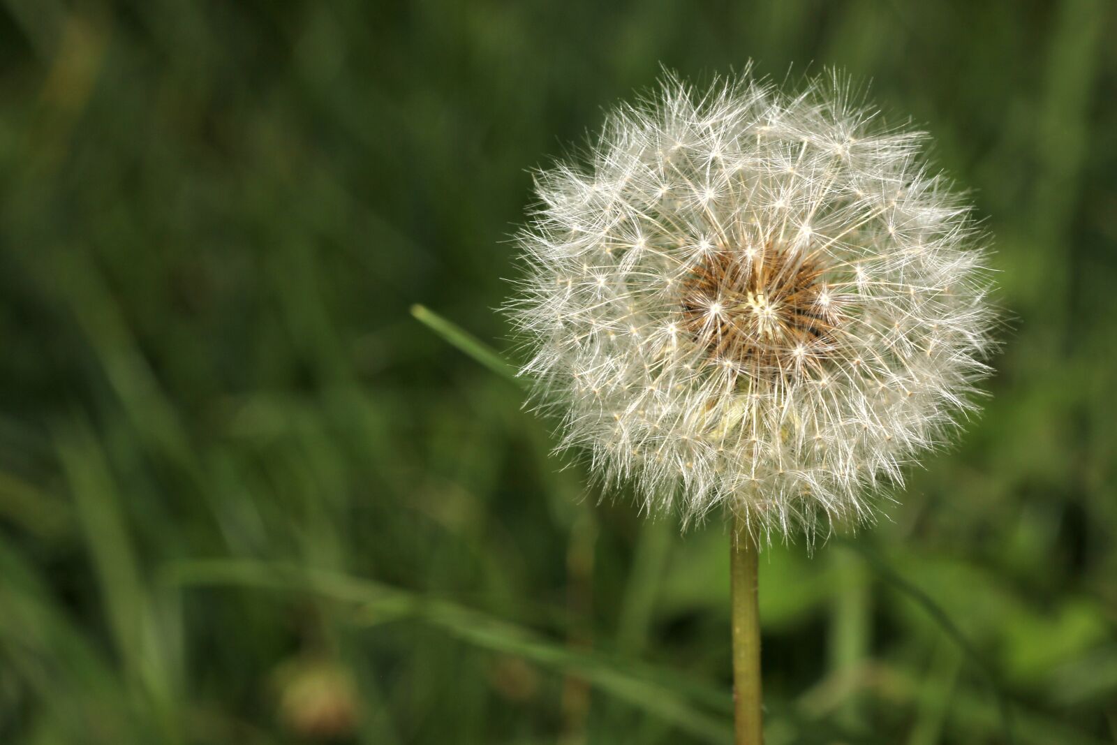 Canon EOS 60D sample photo. Dandelion, seeds, garden photography