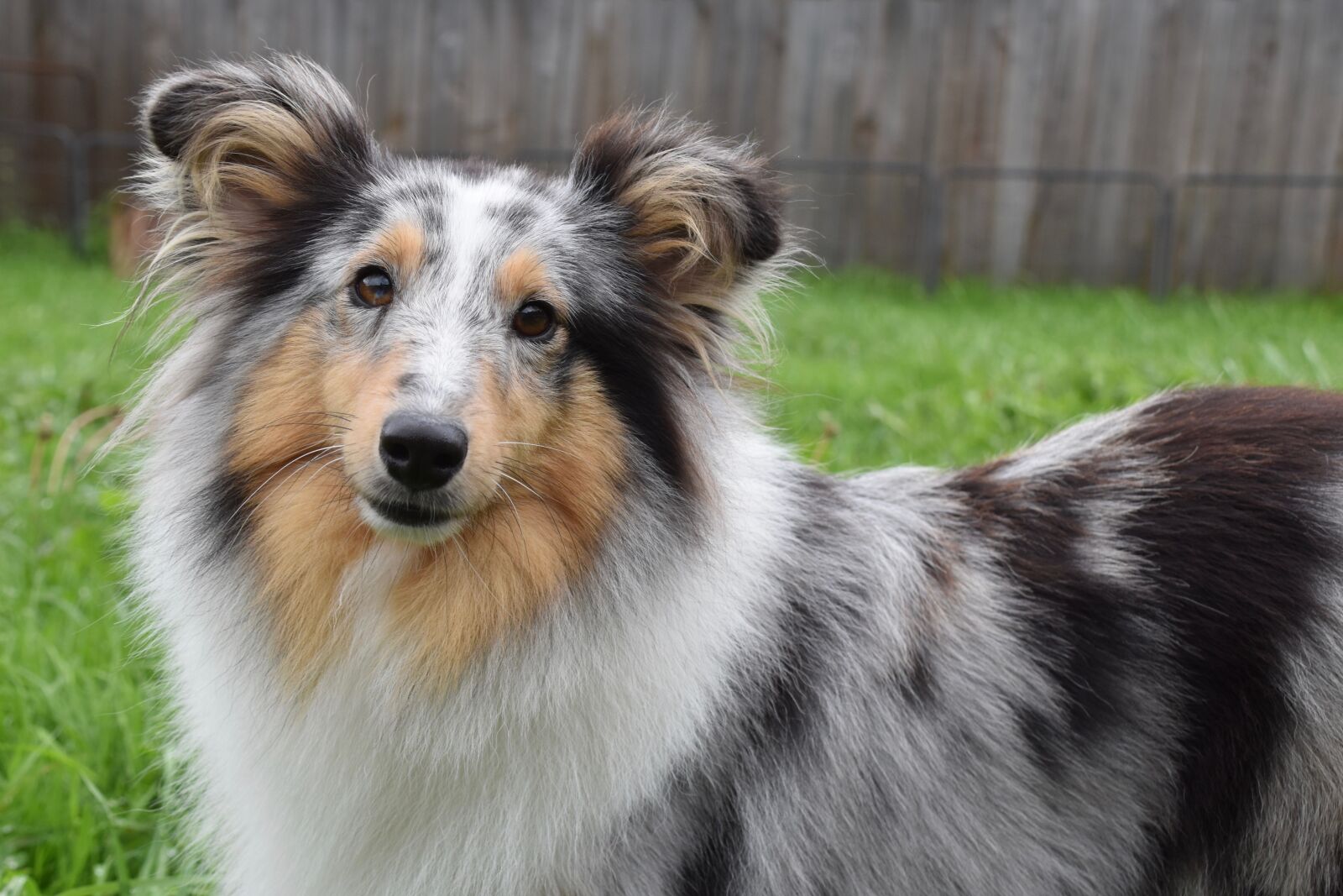 Nikon D5600 sample photo. Dog, bitch shetland sheepdog photography