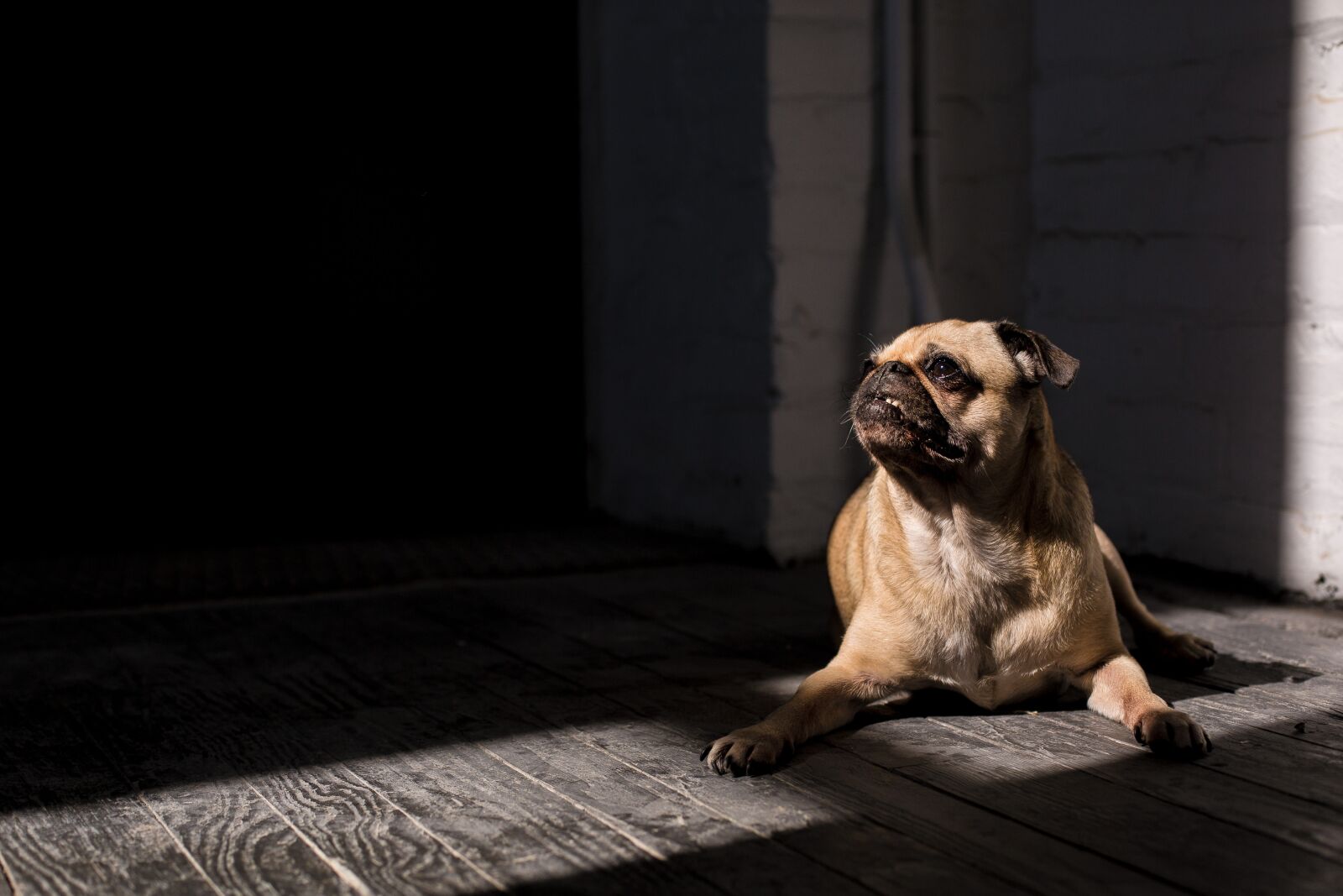 Canon EF 50mm F1.4 USM sample photo. Adorable, animal, canine photography