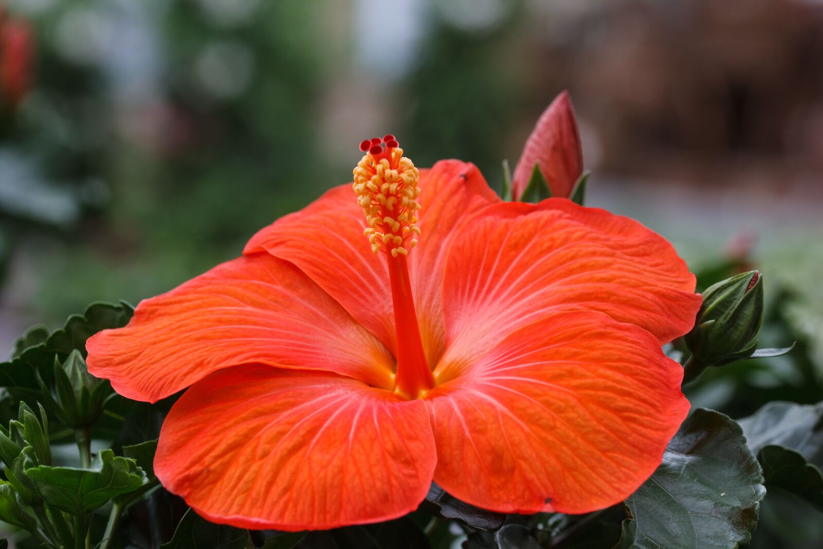 Canon EOS 550D (EOS Rebel T2i / EOS Kiss X4) sample photo. Hibiscus, marshmallow, mallow photography