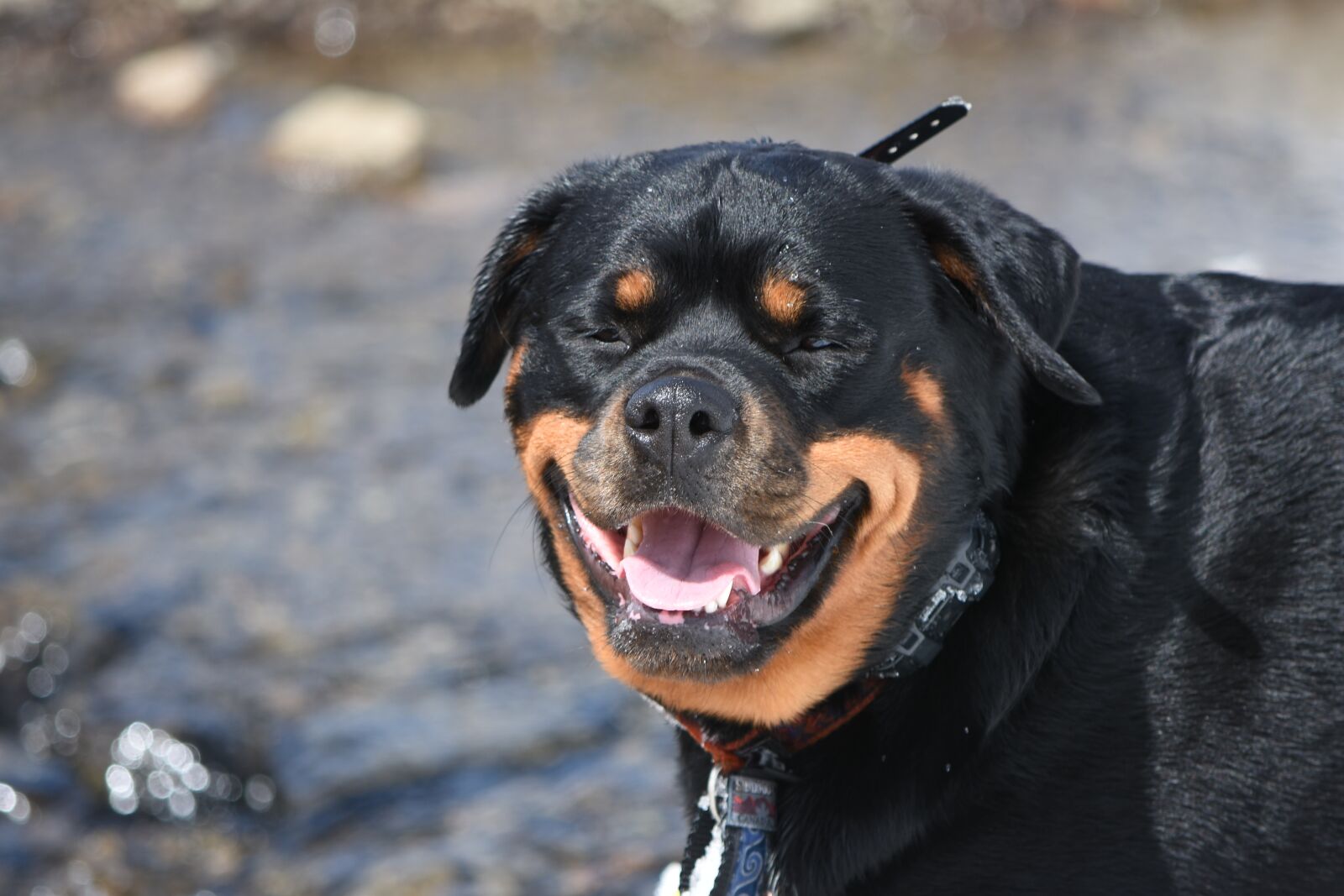 Nikon D7200 sample photo. Dog, smiling, rottweiler photography