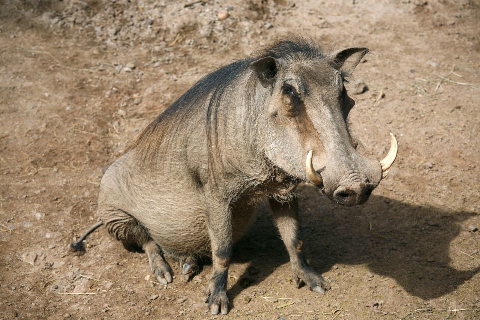 Canon EOS 5D sample photo. Animal, mammal, wildlife photography