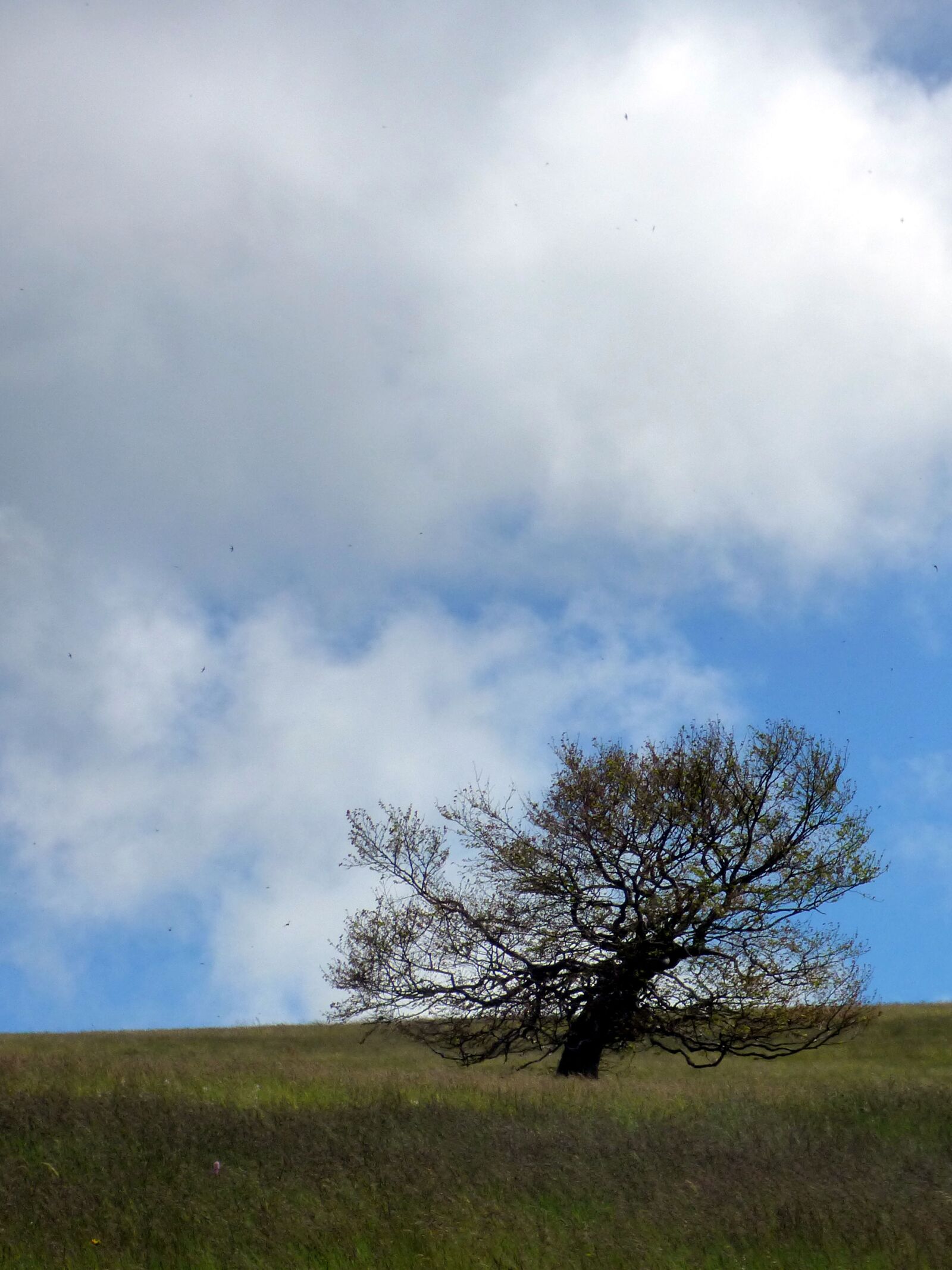 Panasonic DMC-FZ72 sample photo. Tree, sky, mountain photography