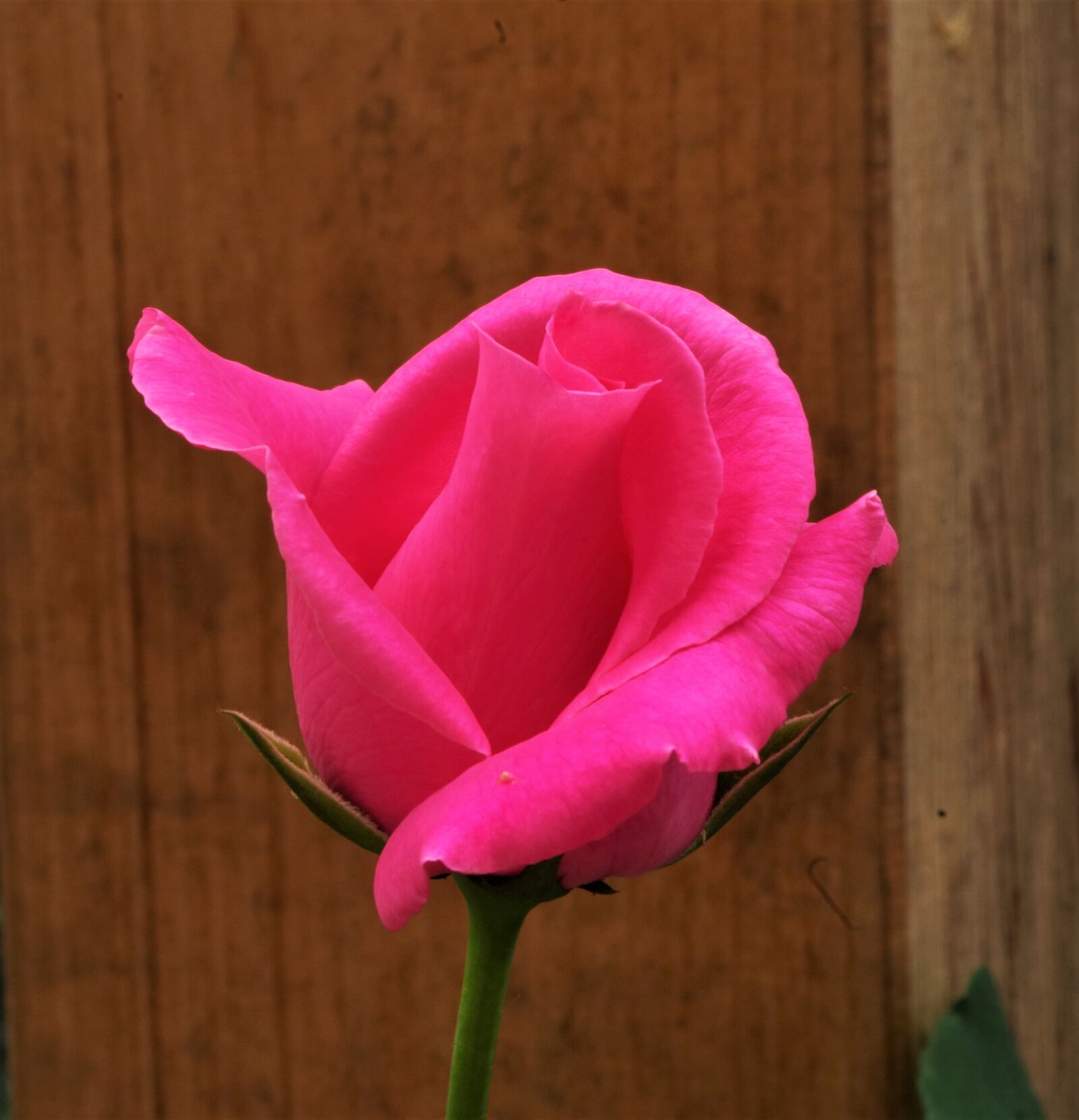 Pentax K-50 sample photo. Flower, rosa, rose photography