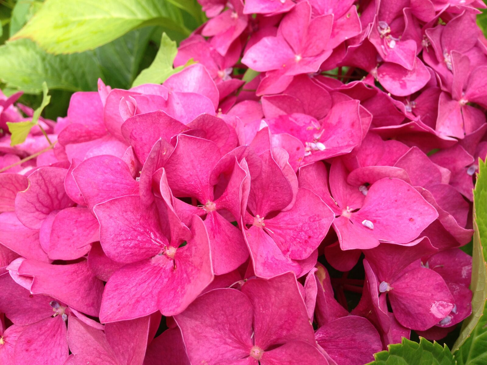 iPhone 5 back camera 4.12mm f/2.4 sample photo. Hortensien, flower, summer photography