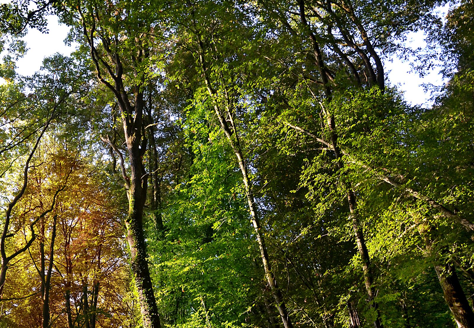 Nikon D5100 sample photo. Forest, trees, light photography
