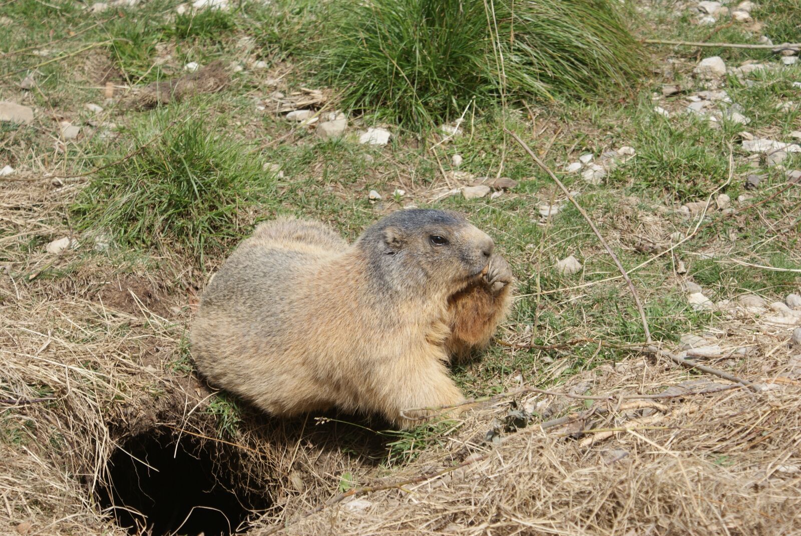 Sony Alpha DSLR-A200 sample photo. Marmot, fur, fauna photography