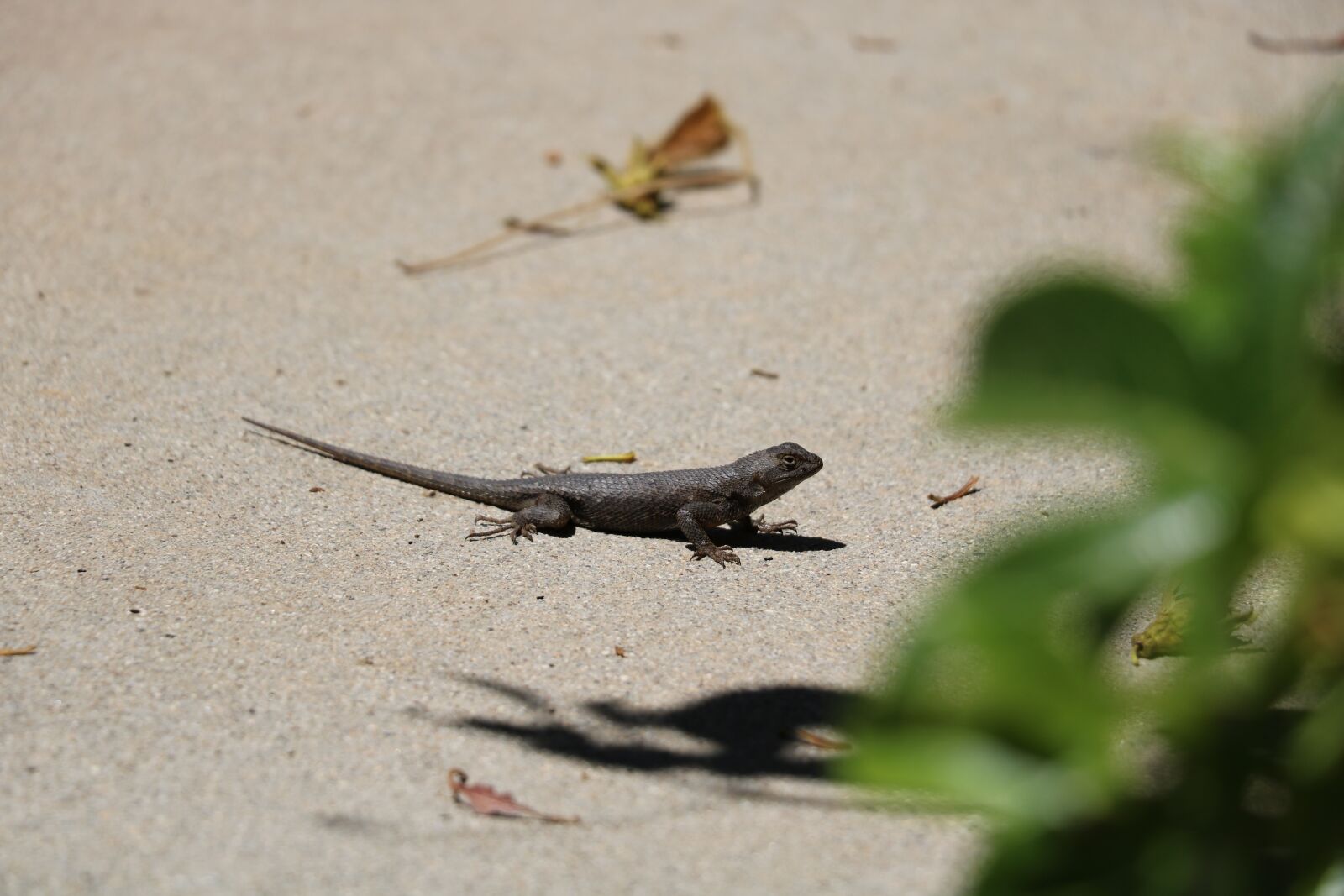 Canon EOS 750D (EOS Rebel T6i / EOS Kiss X8i) sample photo. Lizard, nature, animal photography