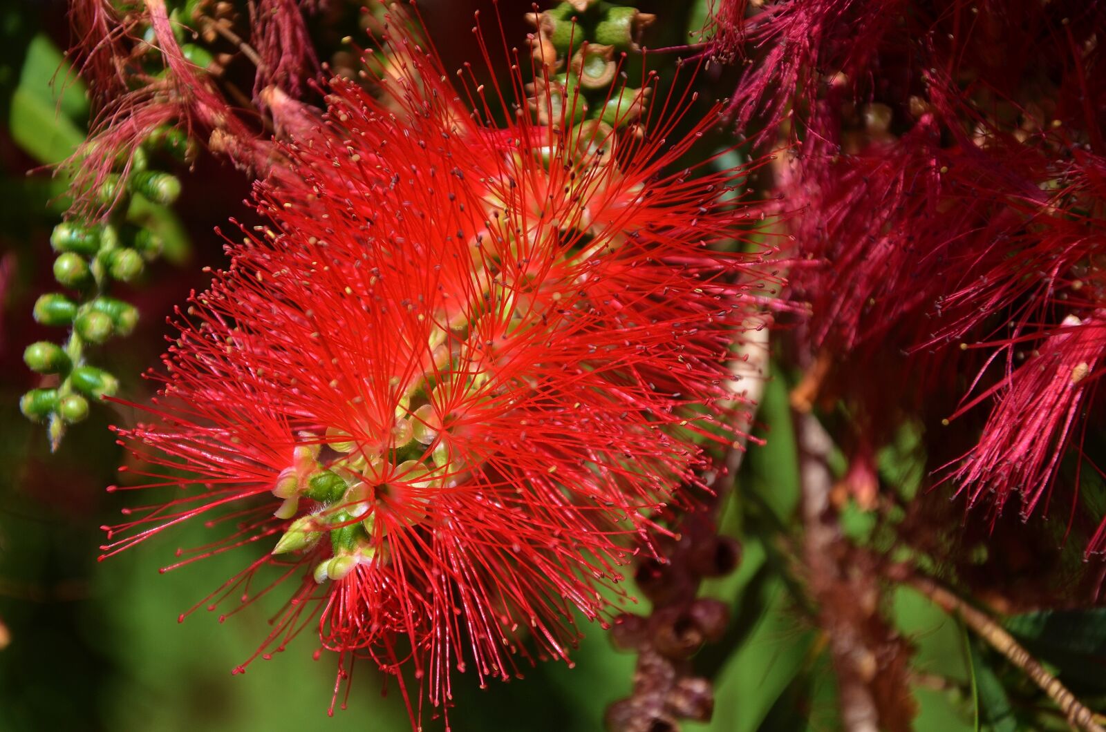 Nikon D7000 sample photo. Flower, spring, summer photography