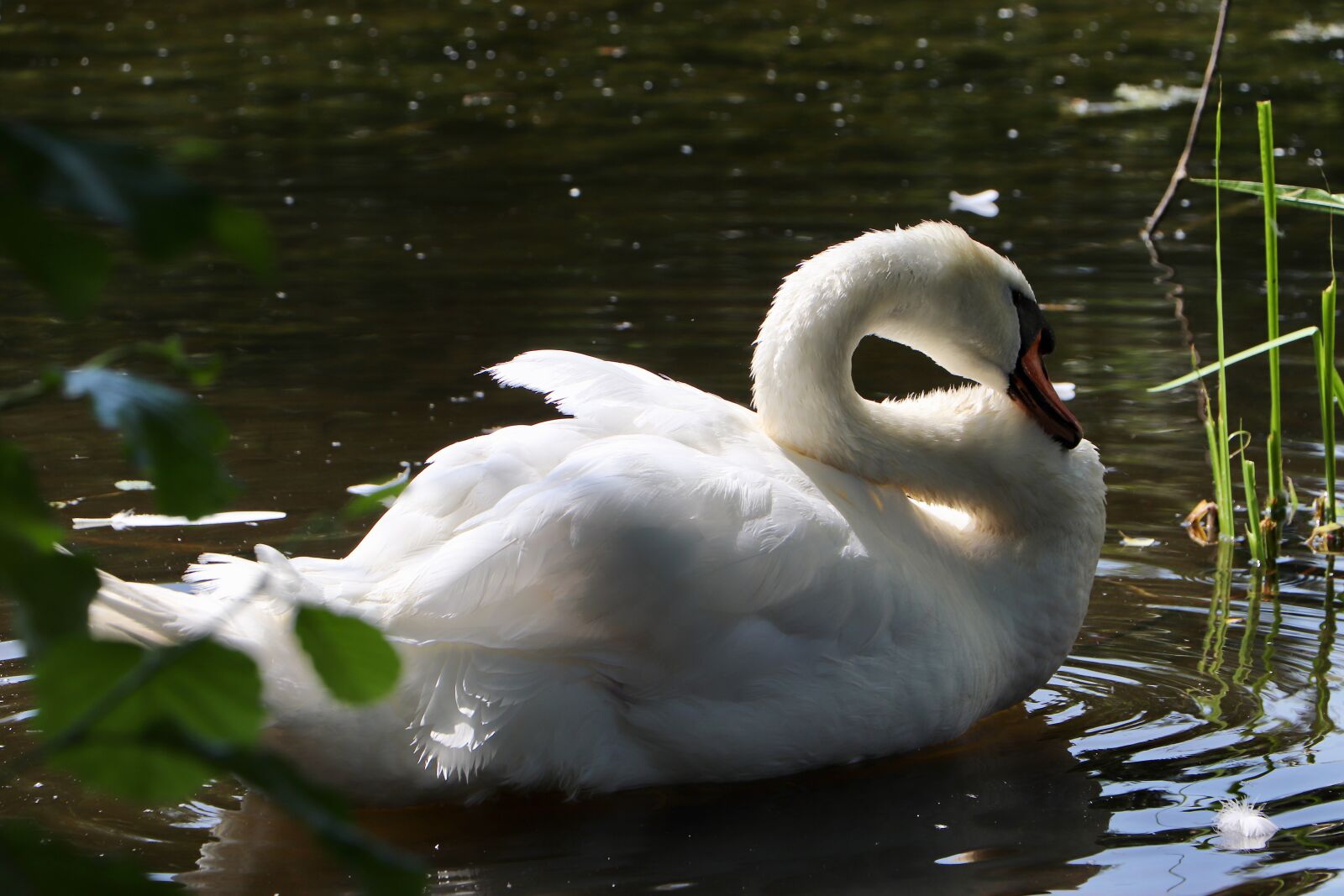 Canon EOS 77D (EOS 9000D / EOS 770D) sample photo. Swan, mute swan, water photography