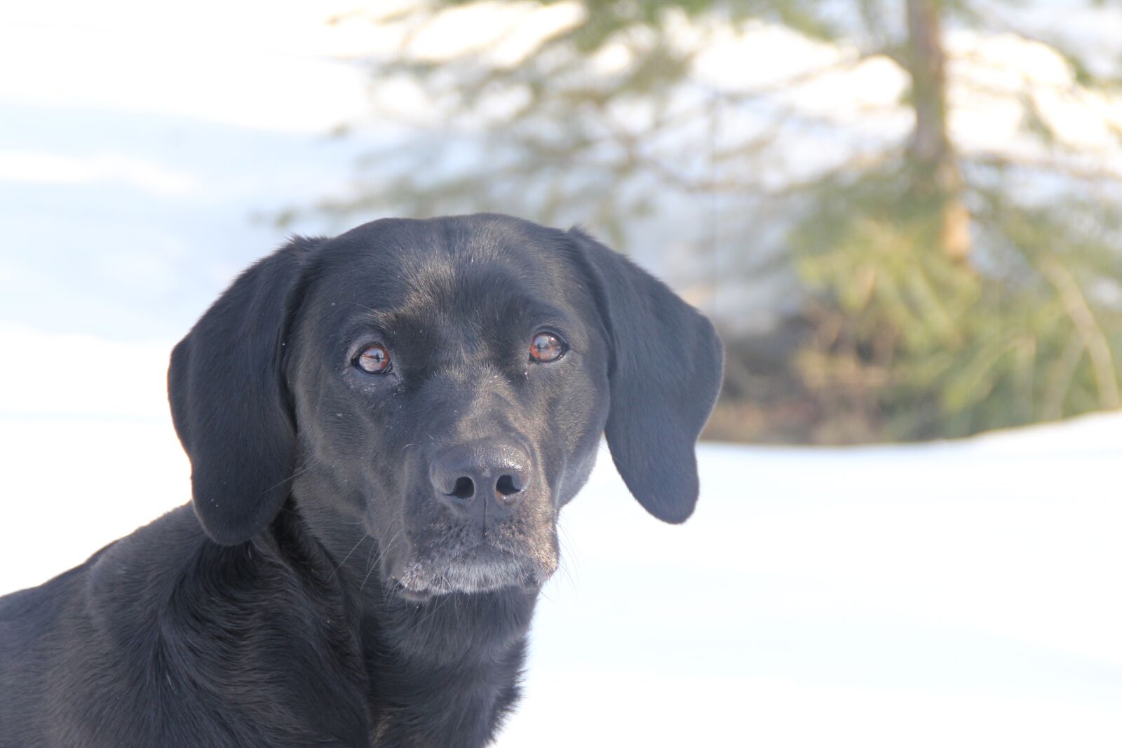 Canon EOS 550D (EOS Rebel T2i / EOS Kiss X4) sample photo. Labrador, gundog, black dog photography