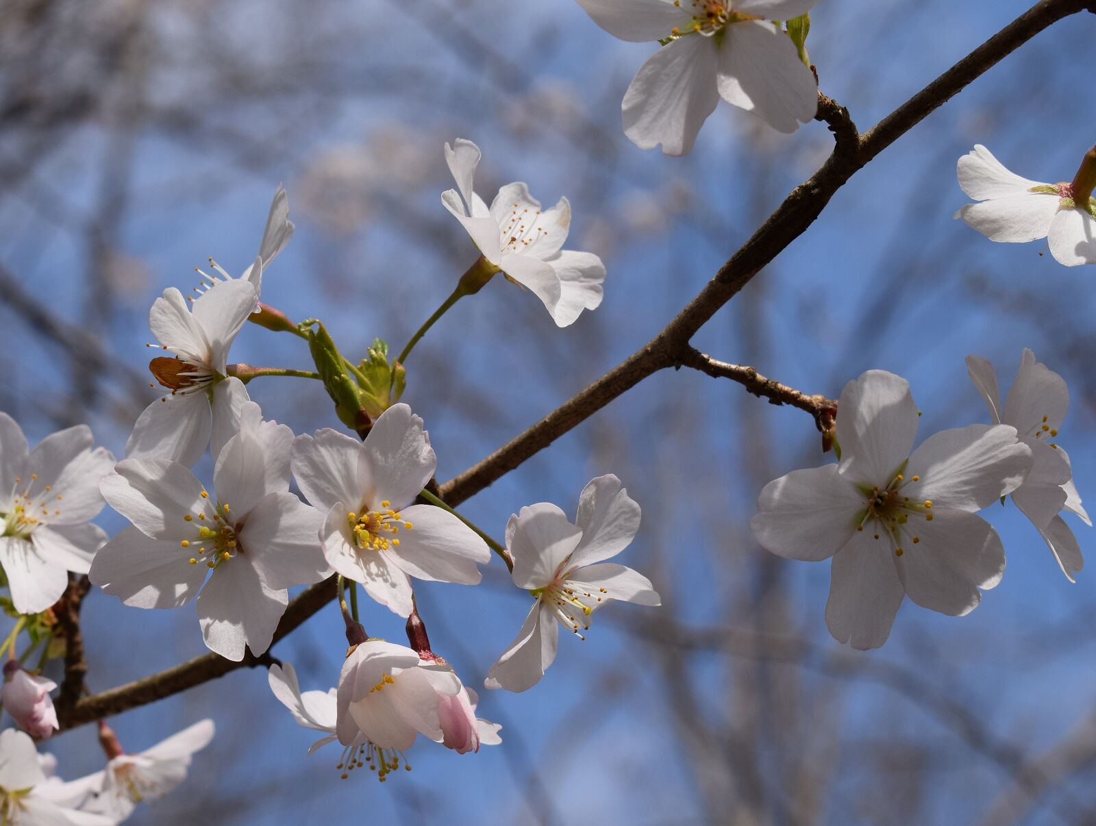 Nikon D3300 sample photo. Cherry blossoms, delicate, wild photography