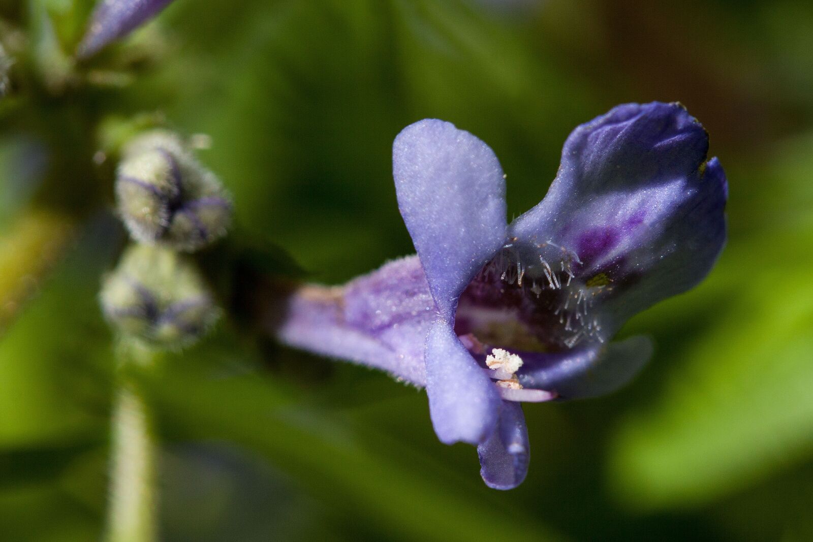 Canon EOS 50D sample photo. Dead nettle, lamium, genus photography