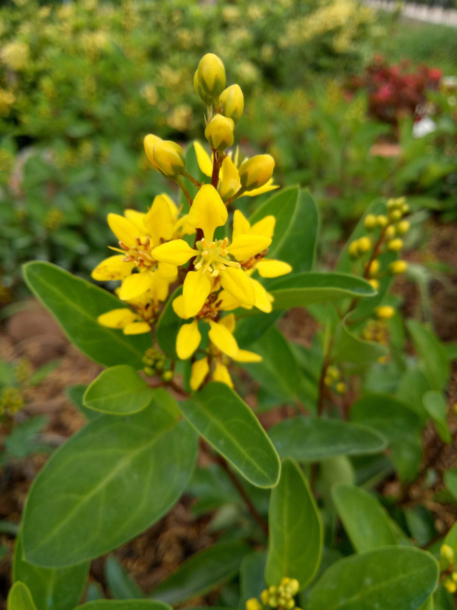 OPPO A1601 sample photo. Yellow flowers, united accurate photography