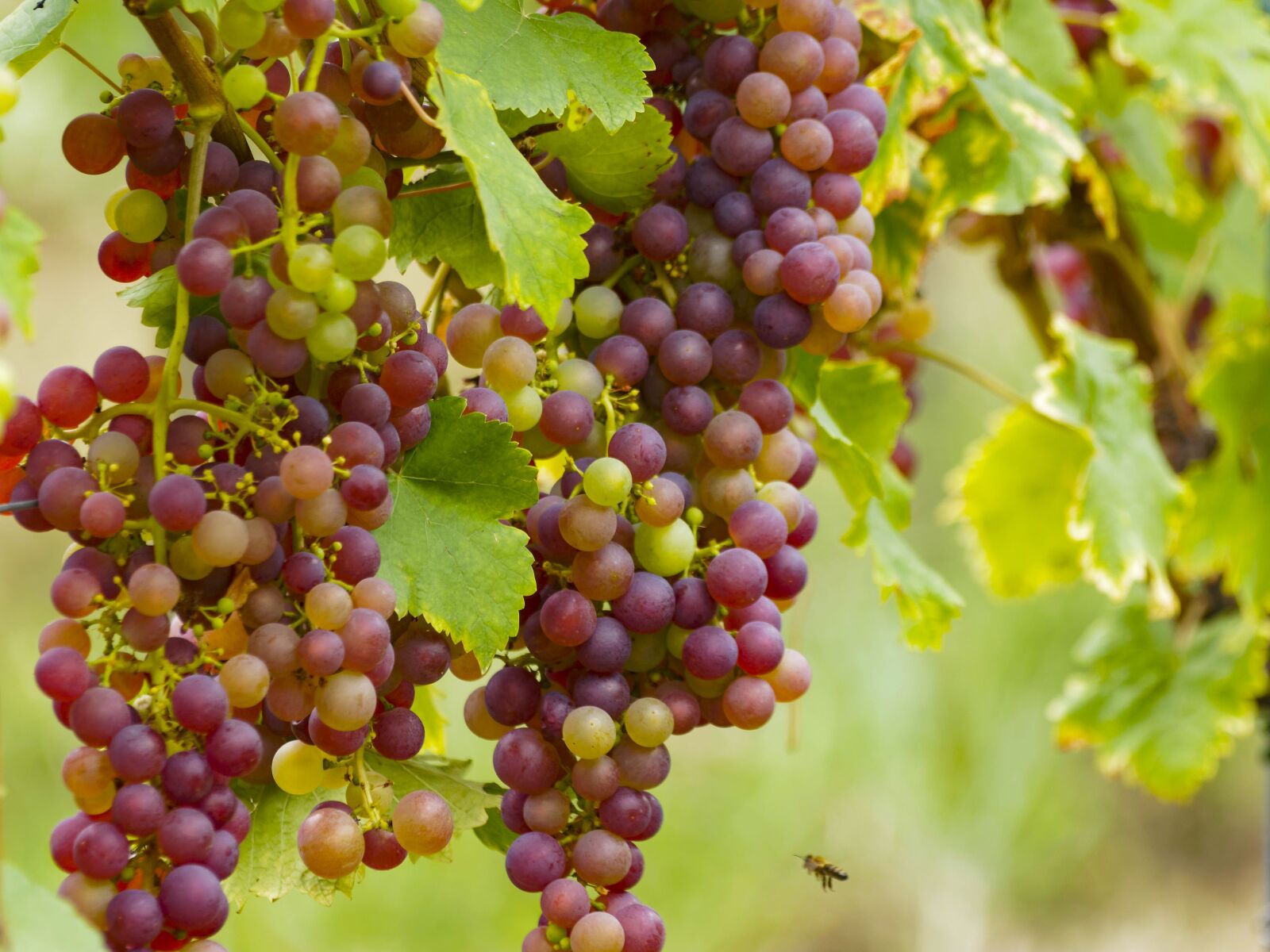 Olympus Zuiko Digital ED 70-300mm F4.0-5.6 sample photo. Vineyards, grapes, fruit photography