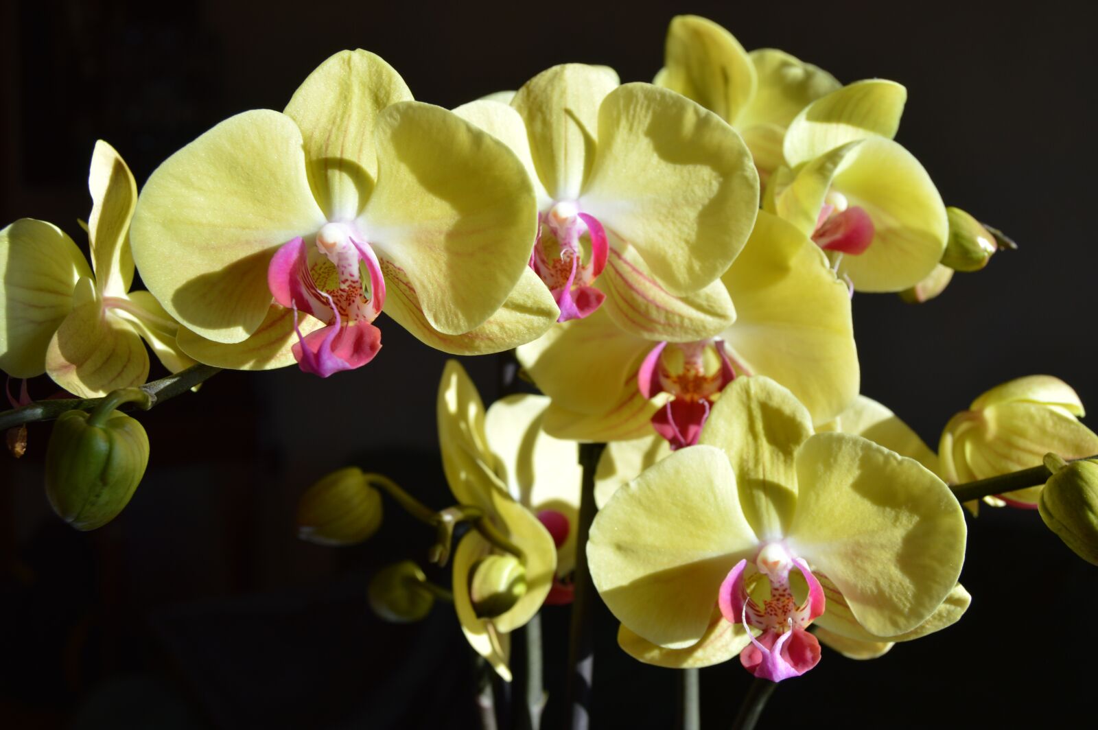 Nikon D3200 sample photo. Flower, orchid, petal photography