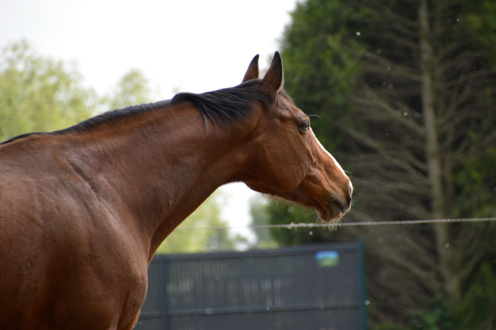 Nikon D3200 sample photo. Horse, animal, equestrian photography