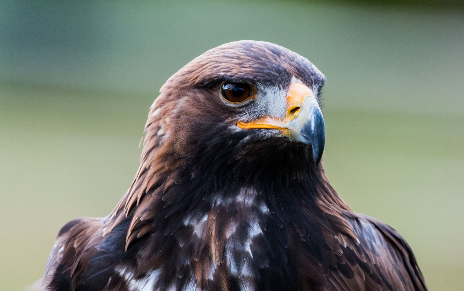 150-600mm F5-6.3 DG OS HSM | Contemporary 015 sample photo. Golden eagle, adler, bird photography