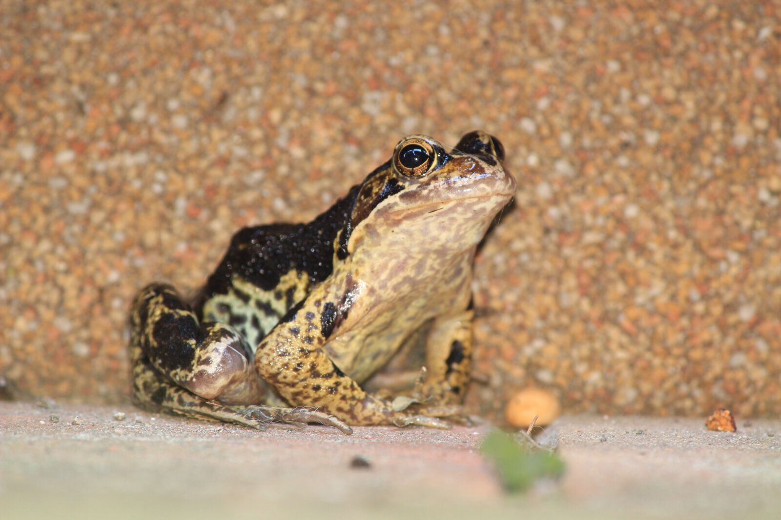 Canon EOS 600D (Rebel EOS T3i / EOS Kiss X5) sample photo. Frog, toad, black photography