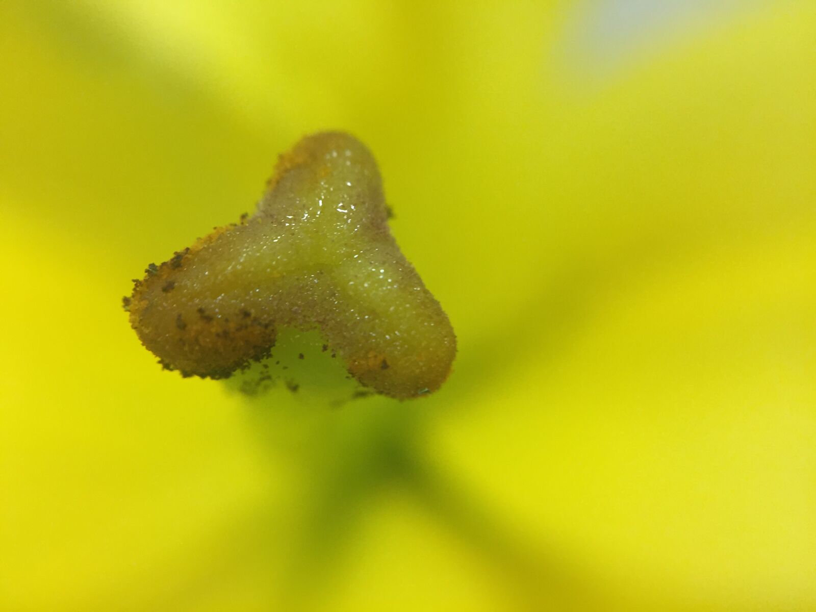 Apple iPhone 6 sample photo. Beautiful, flowers photography