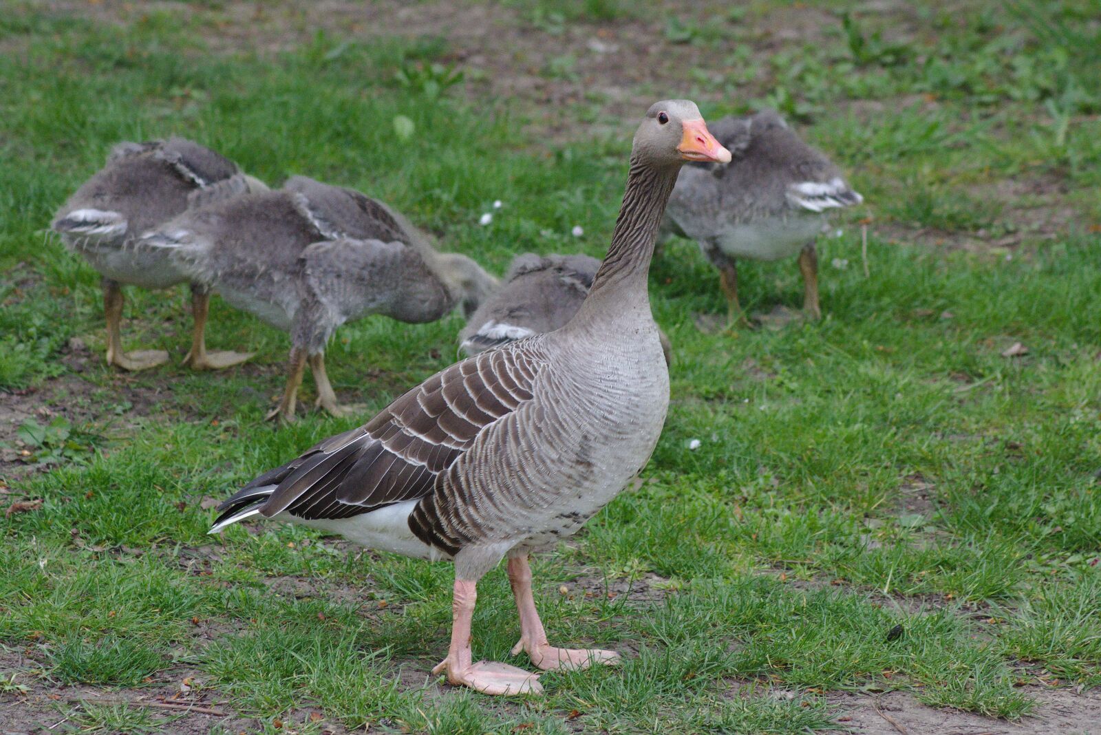 Canon EOS 750D (EOS Rebel T6i / EOS Kiss X8i) sample photo. Goose, plumage, animal photography