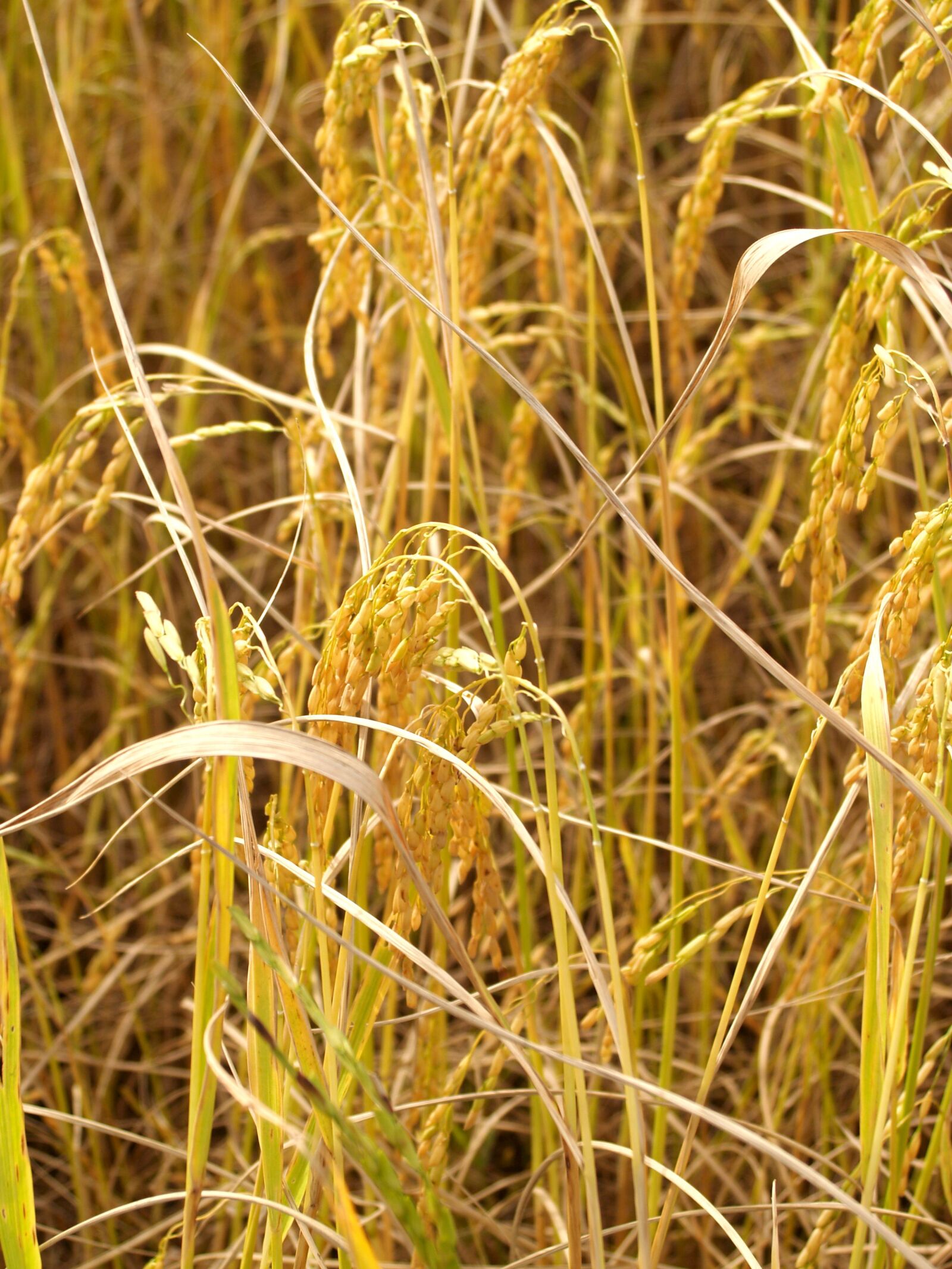 Olympus E-300 (EVOLT E-300) sample photo. Agriculture, asia, autumn photography