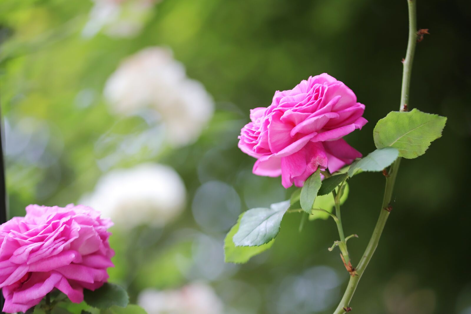 Canon EOS 6D Mark II sample photo. Rose, flowers, love photography