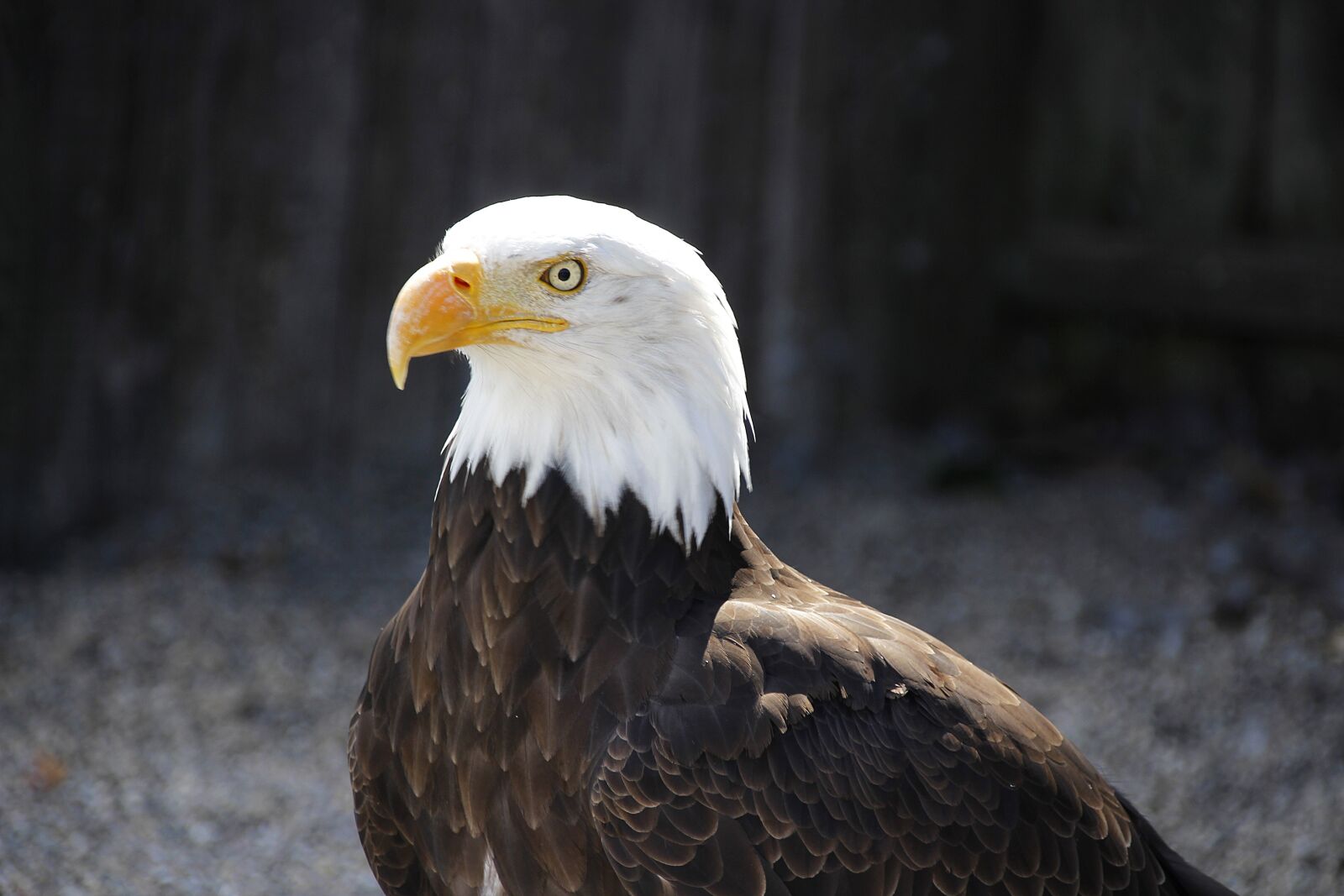 Canon EOS 700D (EOS Rebel T5i / EOS Kiss X7i) sample photo. Bald eagle, animal, bird photography