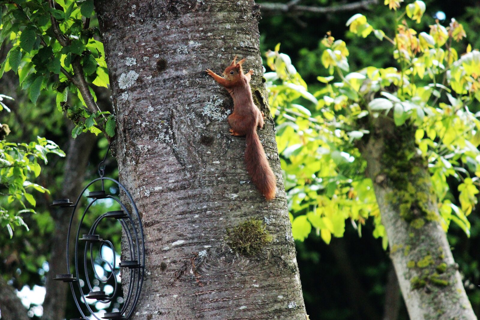 Canon EOS 600D (Rebel EOS T3i / EOS Kiss X5) sample photo. Tree, squirrel, young photography