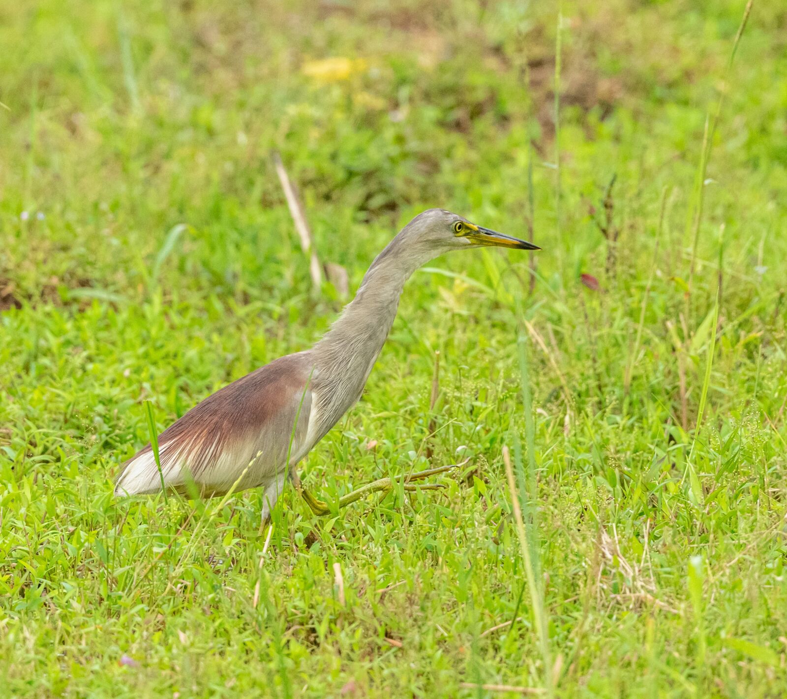 Nikon D850 sample photo. Heron, brown, bird photography